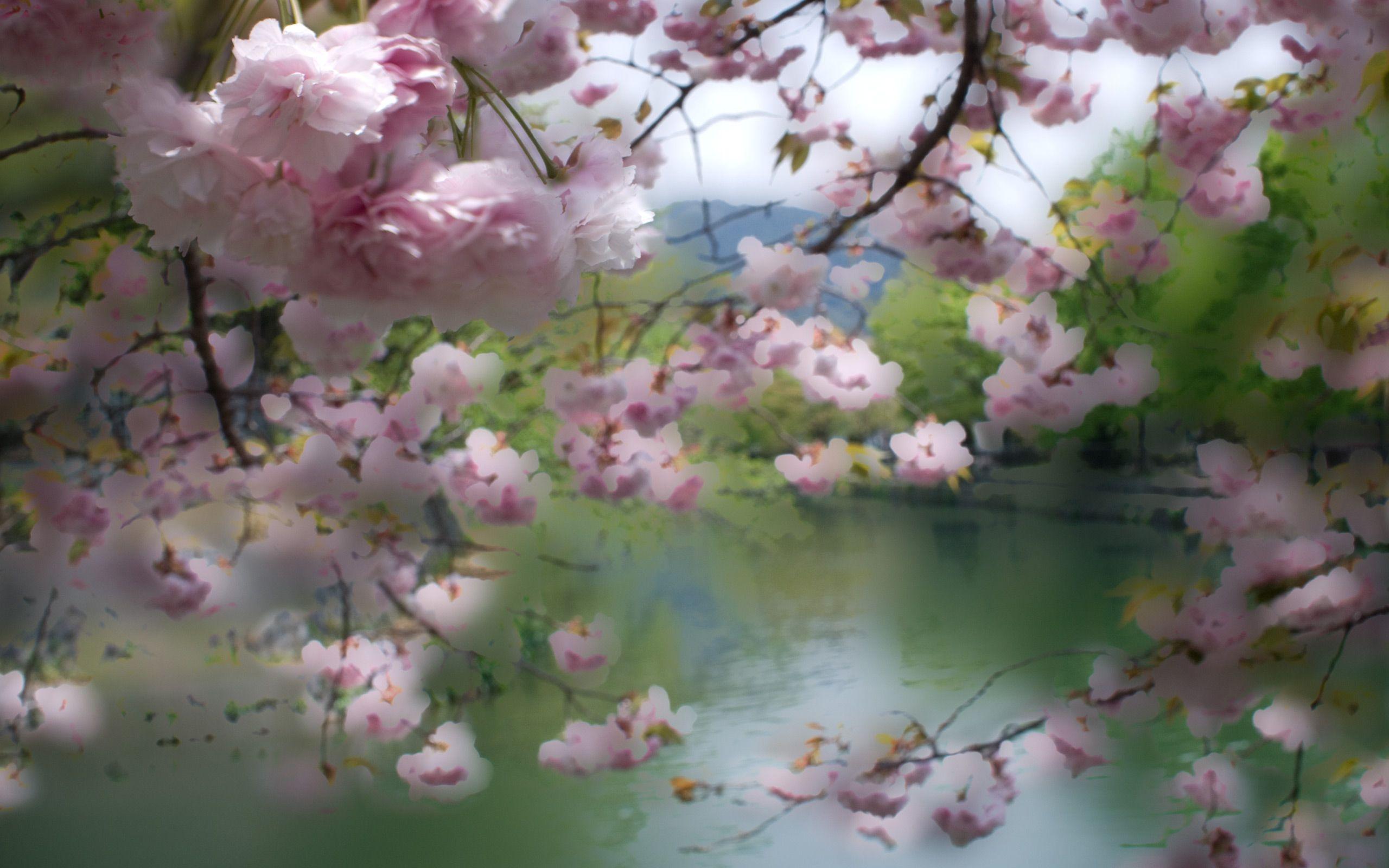 2560x1600 Jeffrey Friedl's Blog Cooling Off With Pastel Cherry Blossom