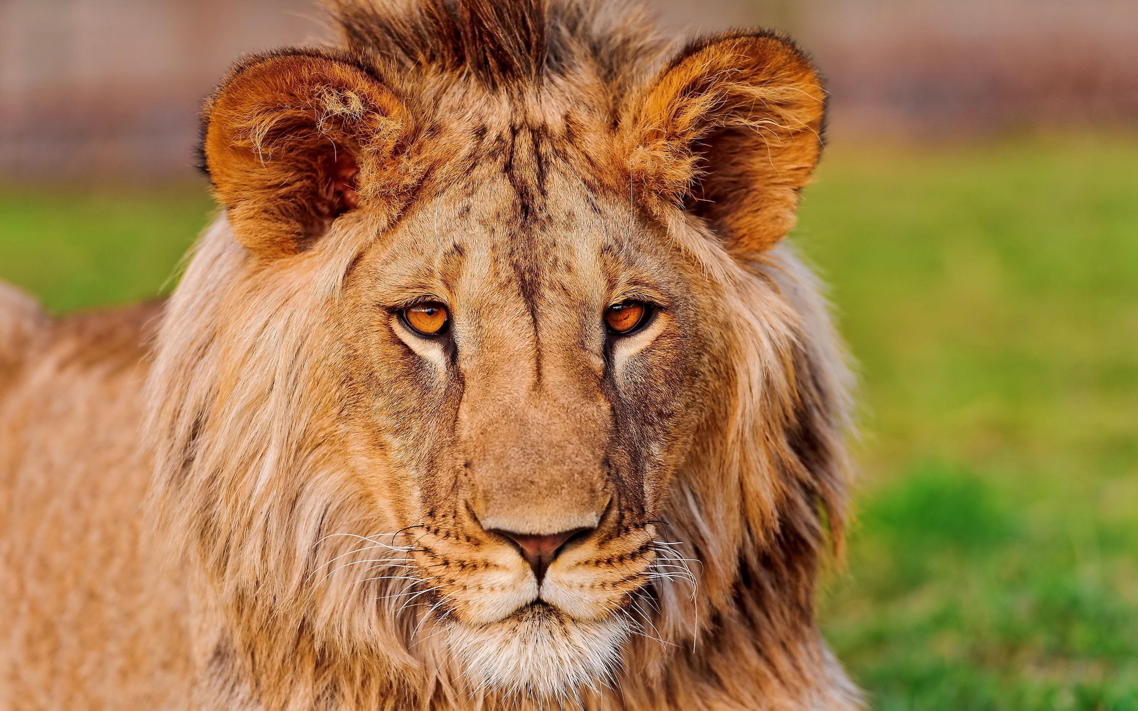 4k Ultra Hd Lions Wallpapers Top Free 4k Ultra Hd Lions