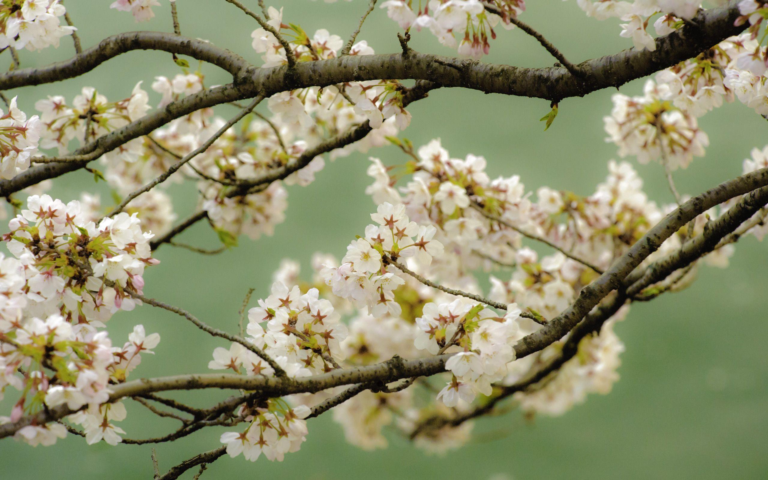 2560x1600 Jeffrey Friedl's Blog The Hope of Cherry Blossoms in Japan