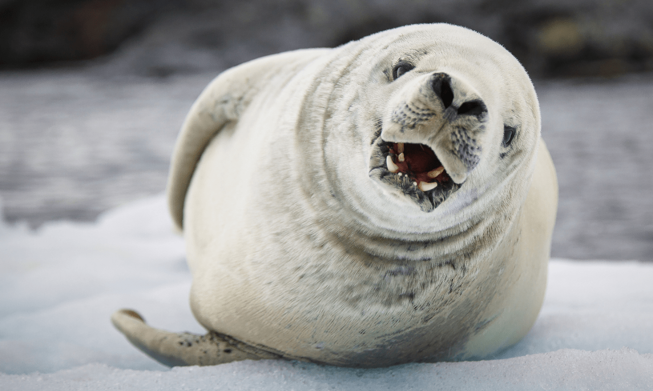 Fat Seal Wallpapers Top Free Fat Seal Backgrounds Wallpaperaccess