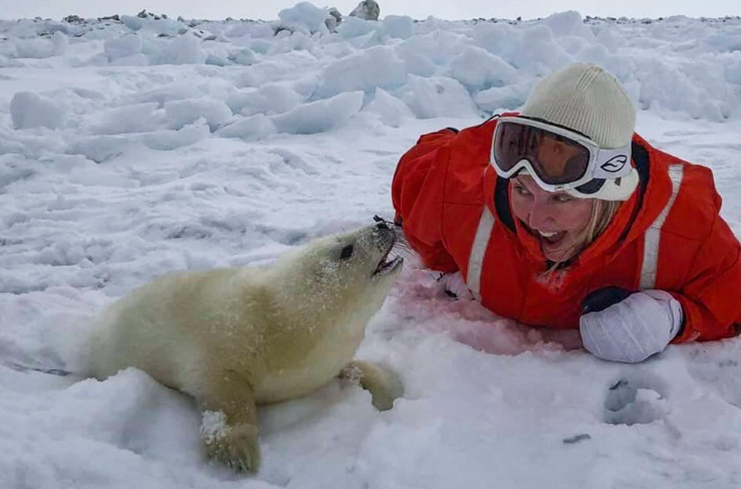 2400x1584 Seal Tourism: On Canadian Ice With The Baby Harps