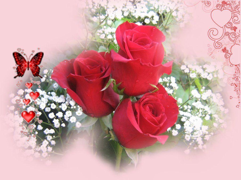 1024x768 Beautiful Rose Flowers Wallpaper