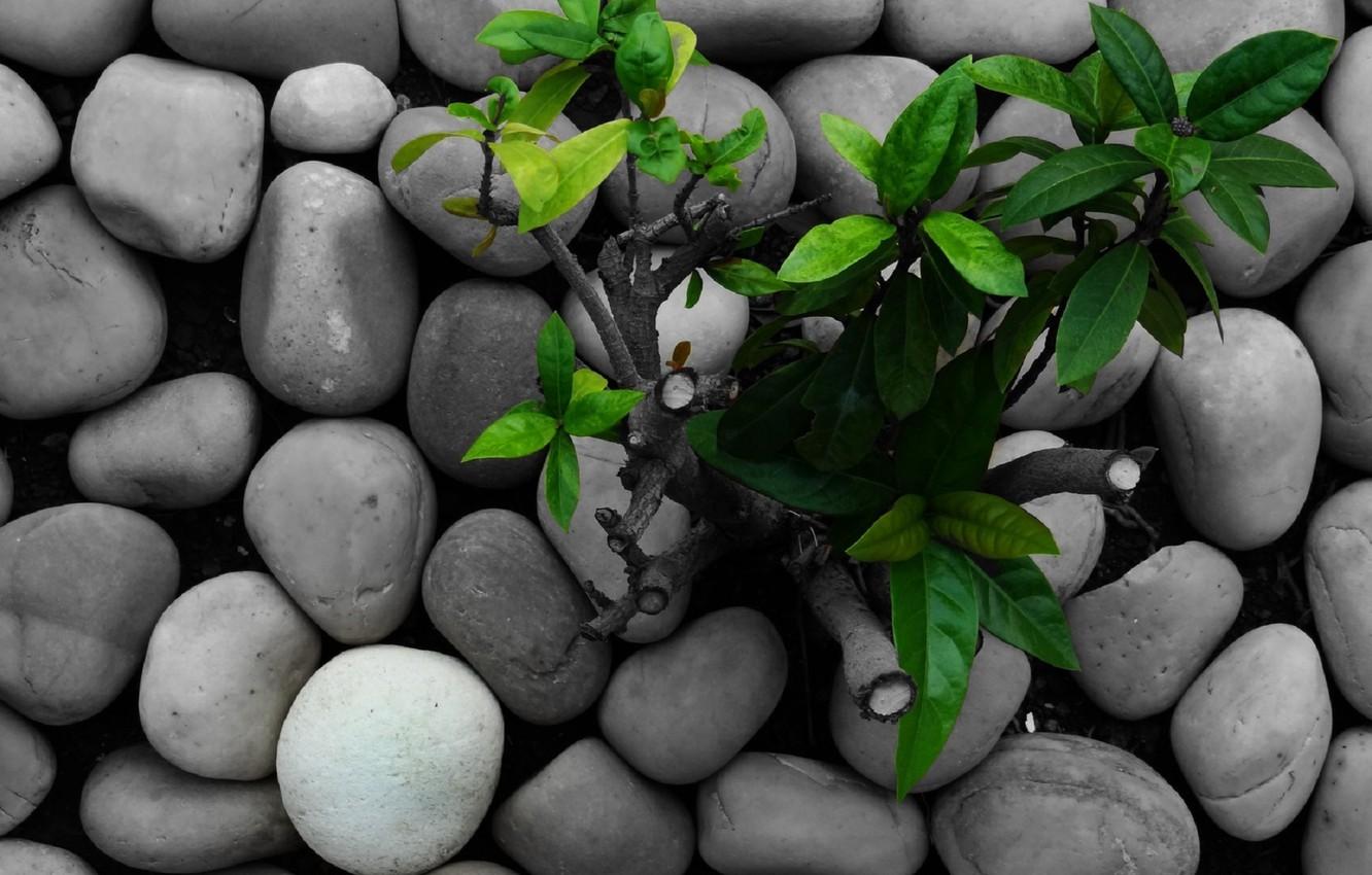 1332x850 Wallpaper grass, nature, green, stones, green, plants, grass, nature, rocks, plant image for desktop, section макро