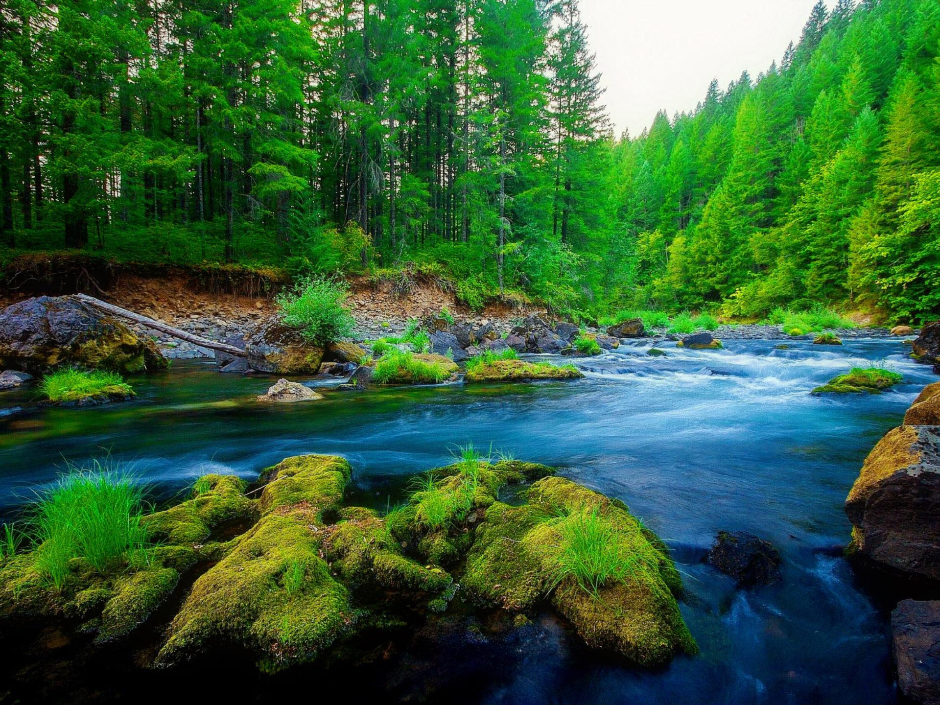 1920x1440 Green Pine Forest River Rock Beautiful Nature HD Wallpaper :
