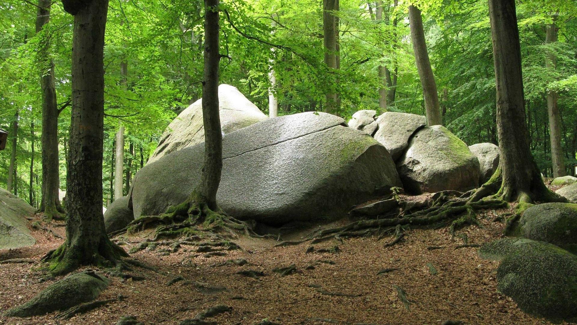 1920x1080 Rounded rocks in the mossy forest wallpaper wallpaper