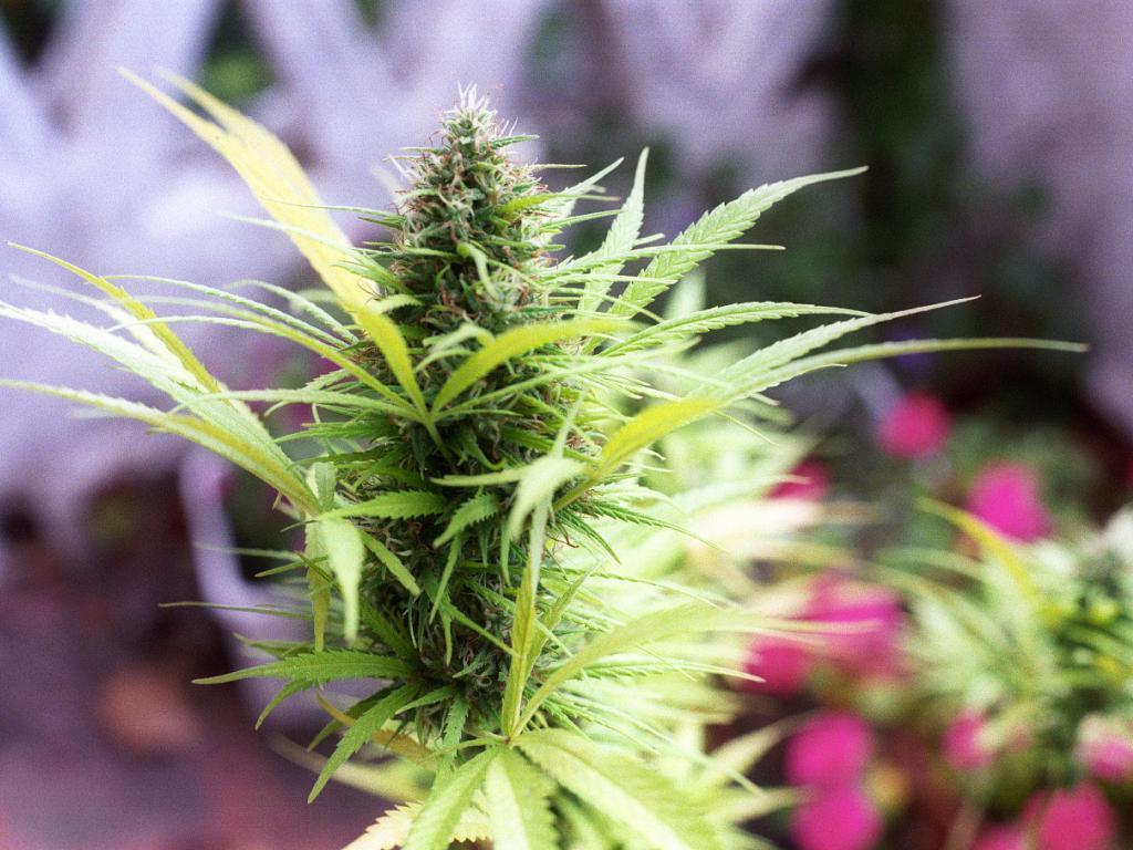 1024x768 Data Show The Typical Medical Marijuana Consumer Is Upscale, Insured