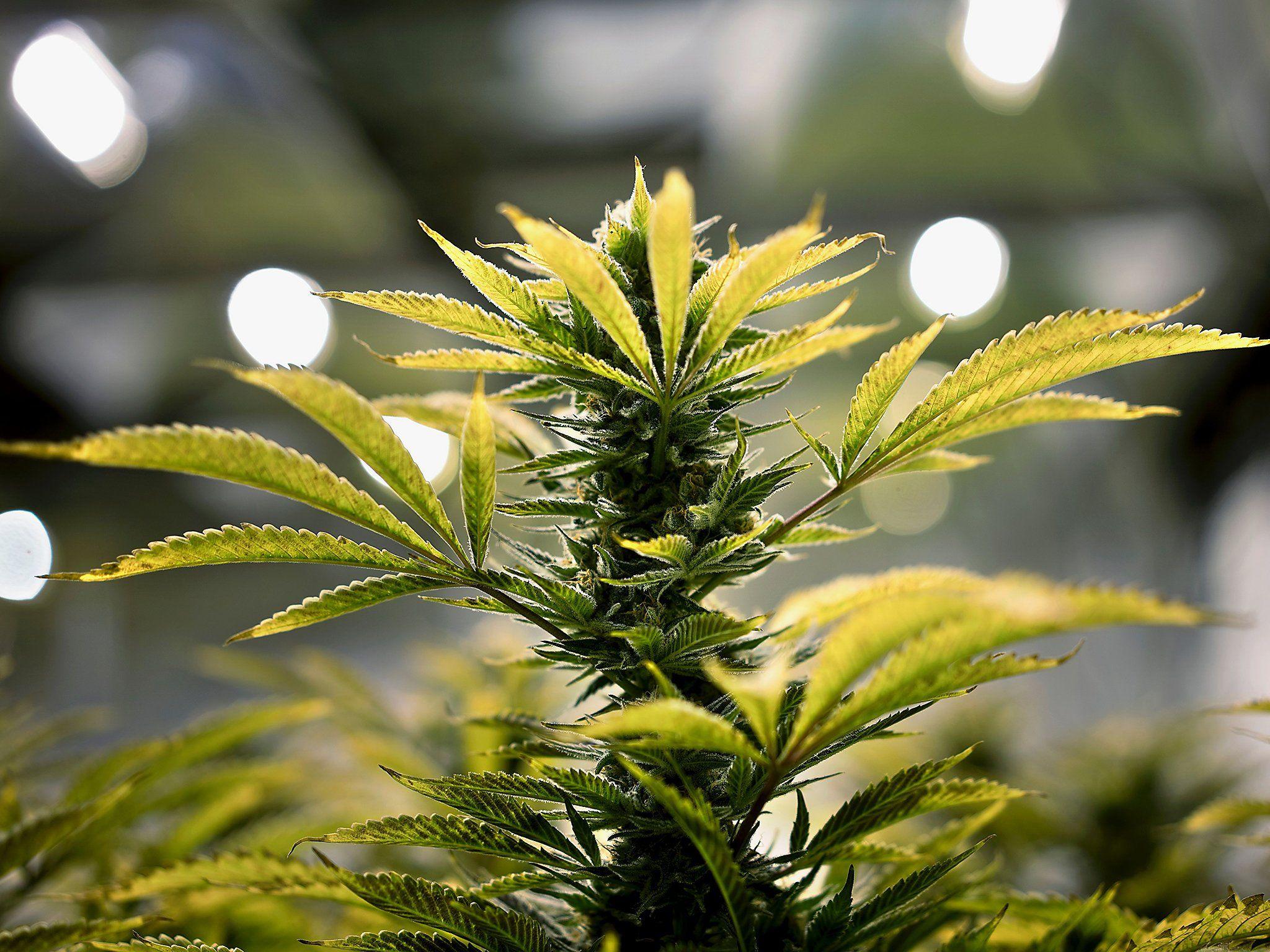 2048x1536 Greece legalises marijuana for medical purposes