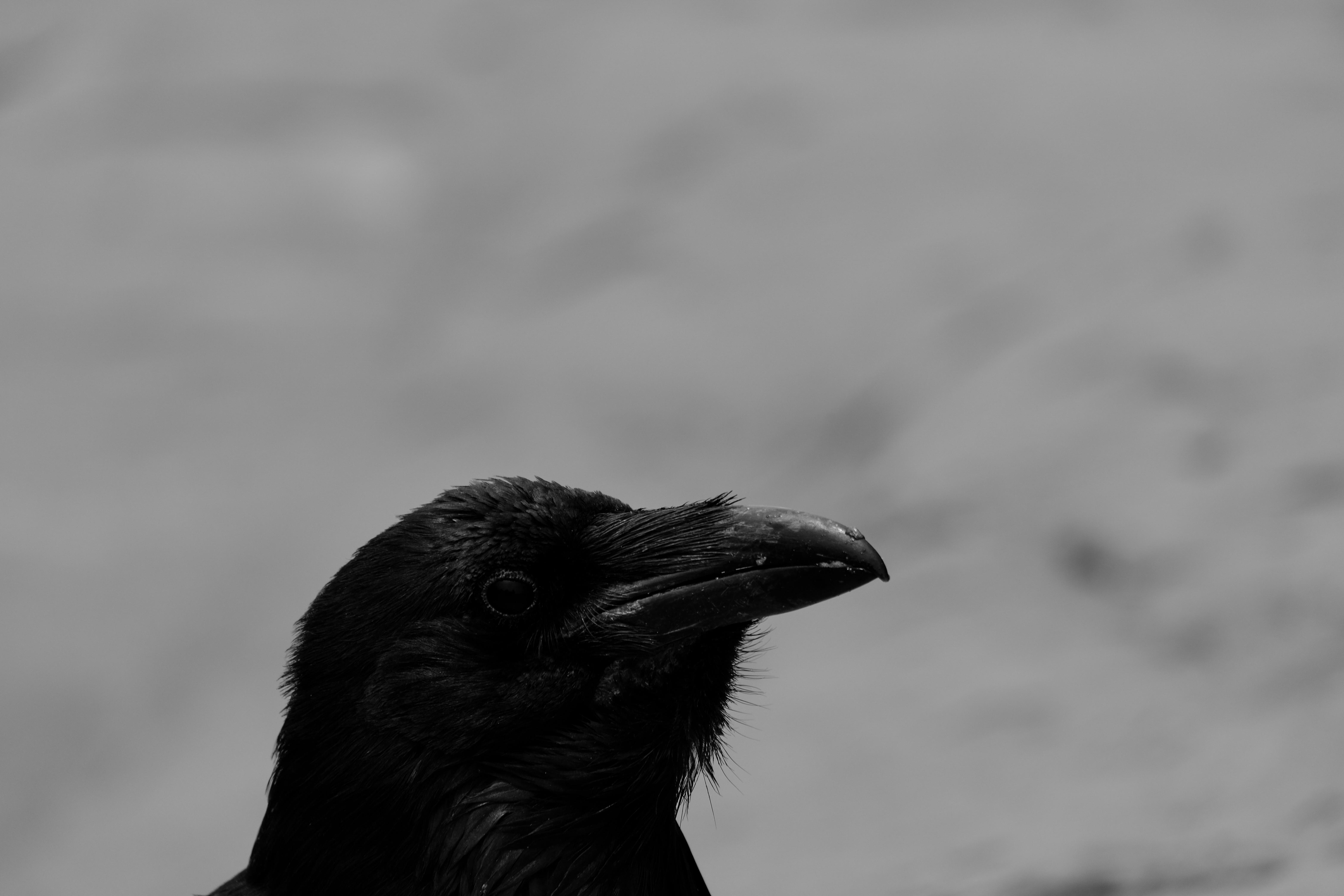 6240x4160 Animals Raven Birds Low Saturation Monochrome Crow Nature Wallpaper:6240x4160