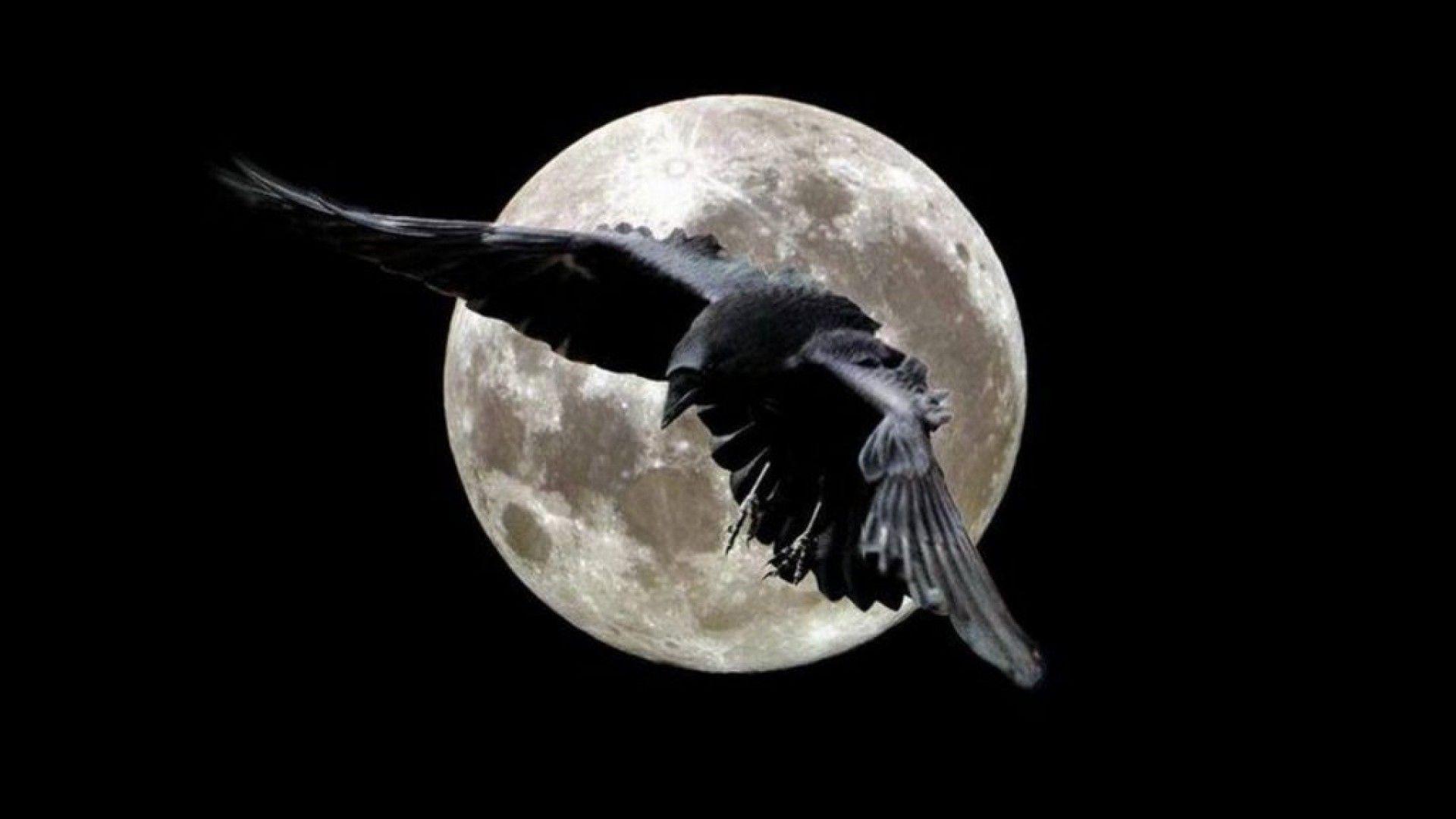 1920x1080 Raven Wallpaper