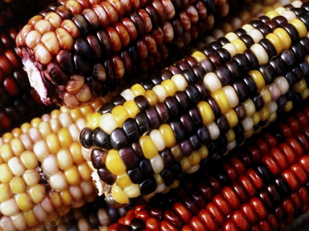 Thanksgiving Corn Wallpapers - Top Free Thanksgiving Corn Backgrounds ...