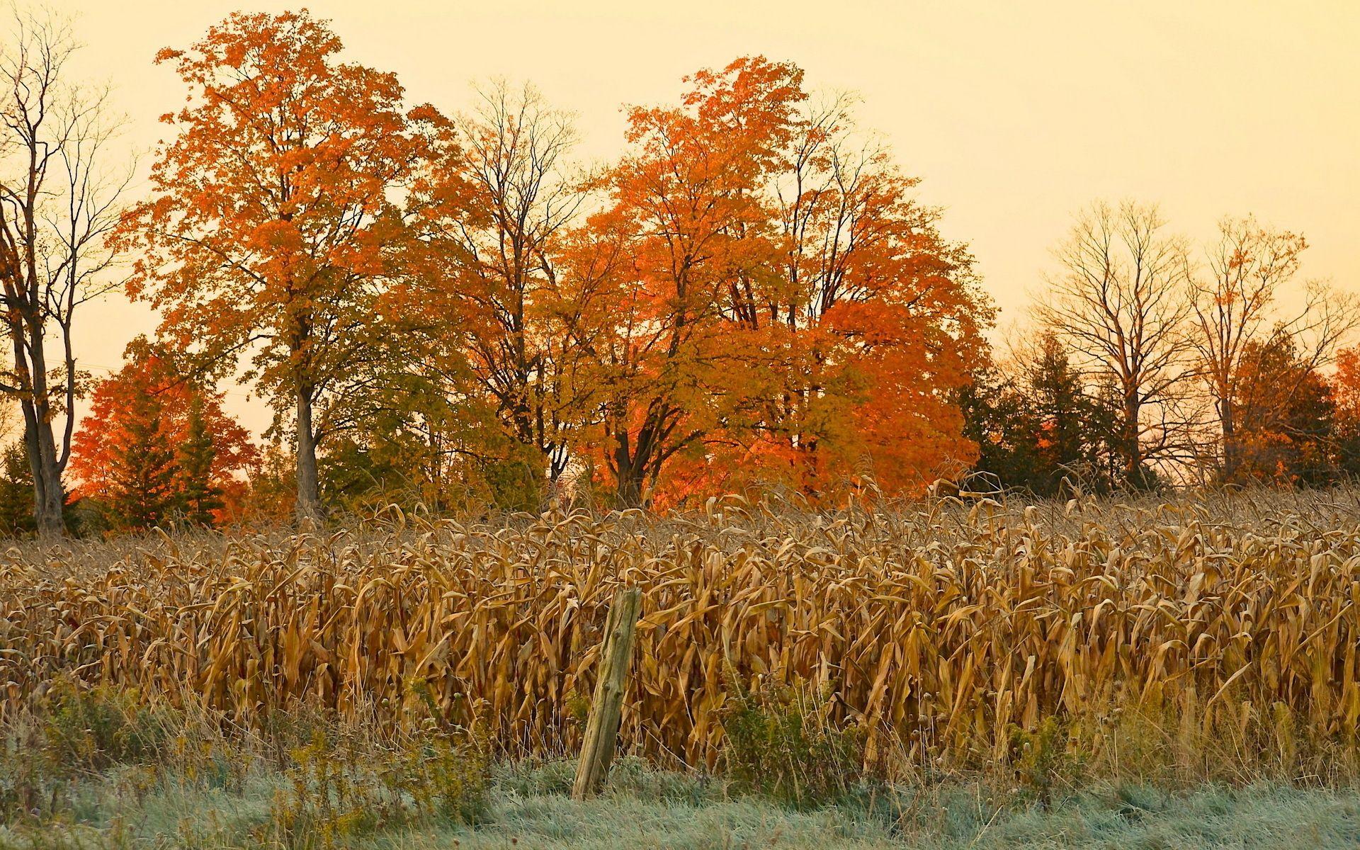 1920x1200 Field corn autumn nature trees thanksgiving halloween landscapes