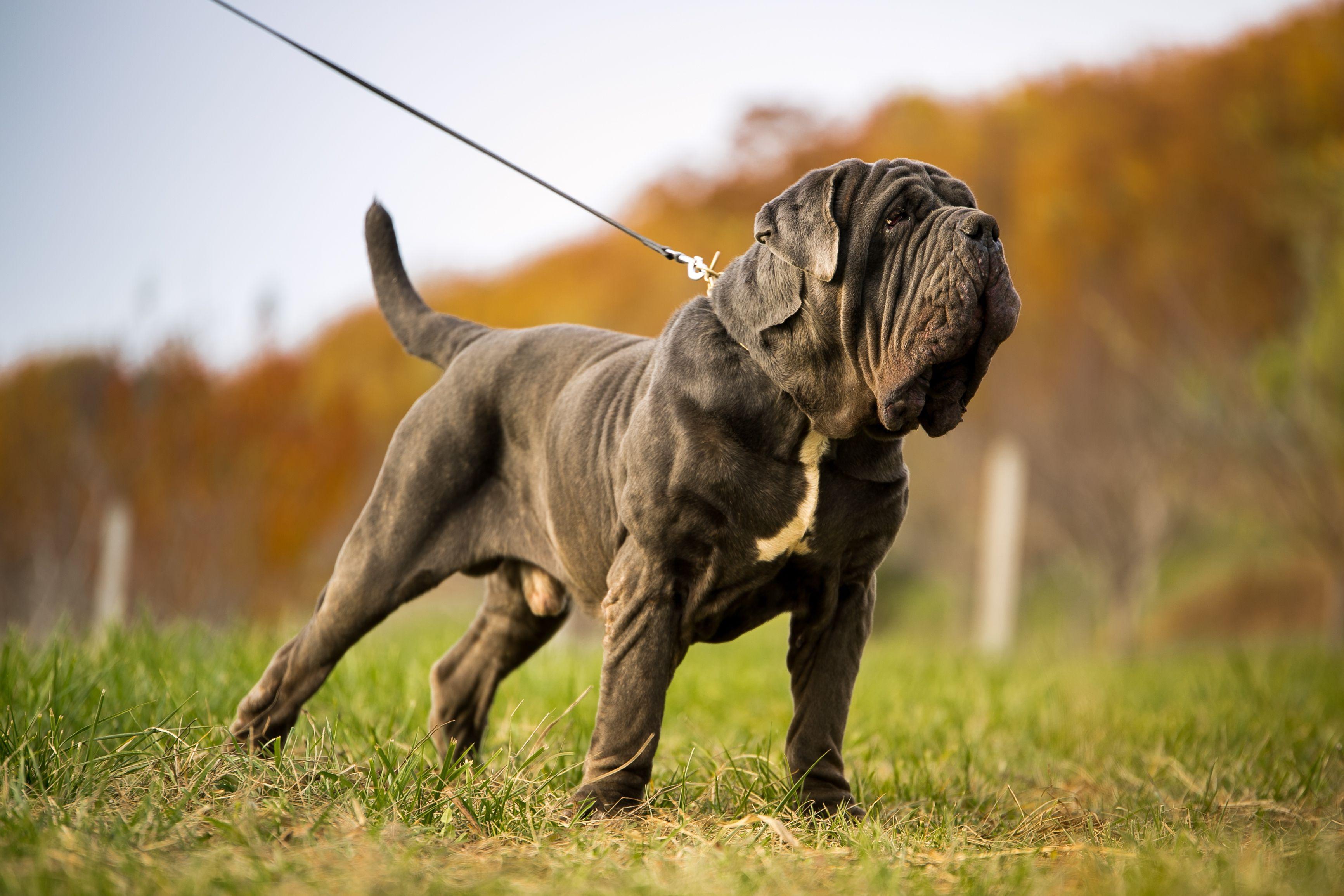 Neapolitan Mastiff Wallpapers - Top Free Neapolitan Mastiff Backgrounds ...