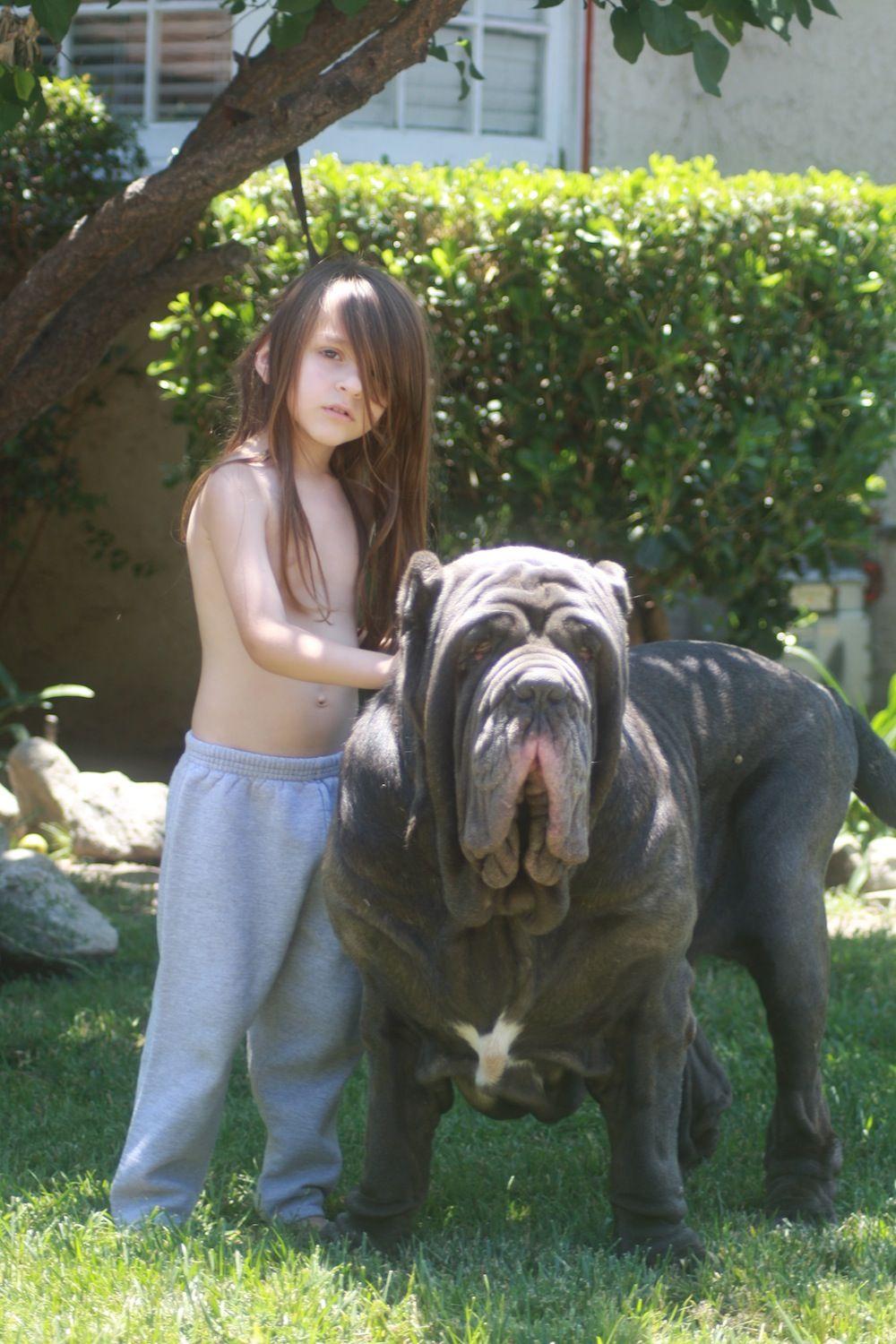 1000x1500 Neapolitan Mastiff Wallpaper /neapolitan Mastiff Wallpaper/. Mastim Napolitano, Mastim, Bicho De Estimação