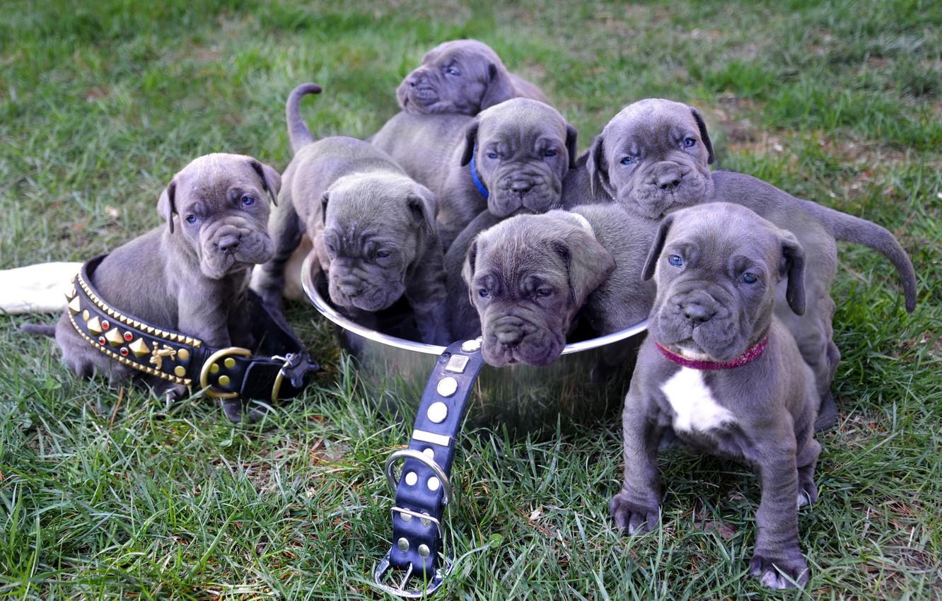 1332x850 Wallpaper puppies, puppies, Neapolitan Mastiff image for desktop, section собаки
