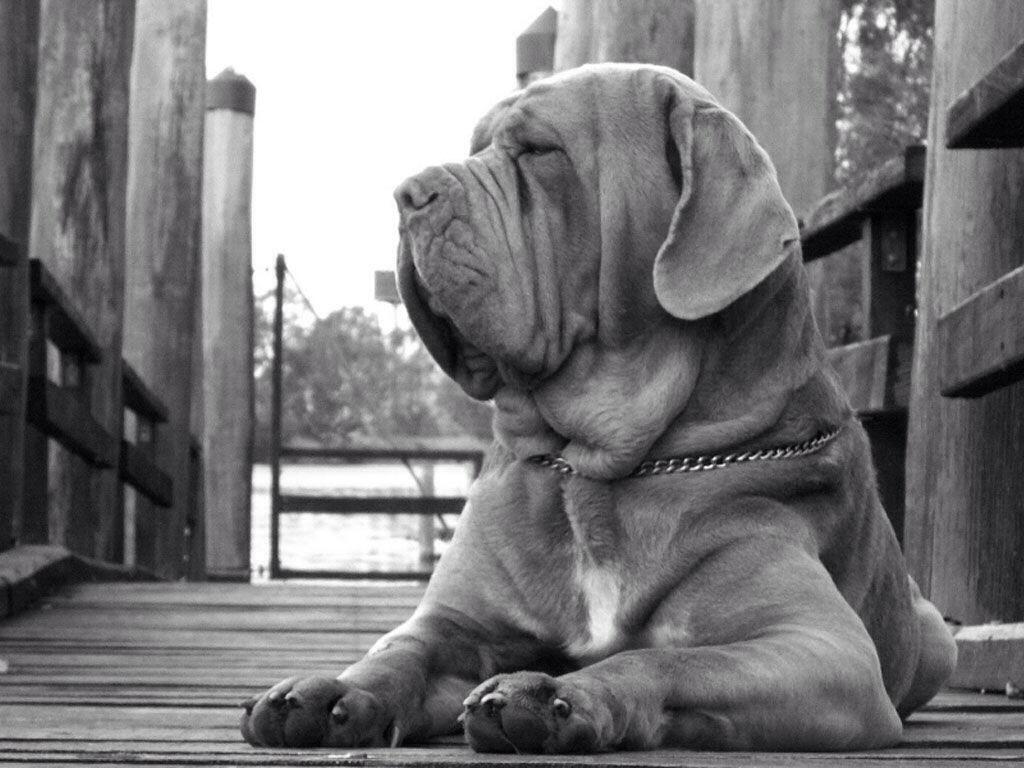 1024x768 Doggen / Engelse bulldog- neapolitan mastiff- Cane corso