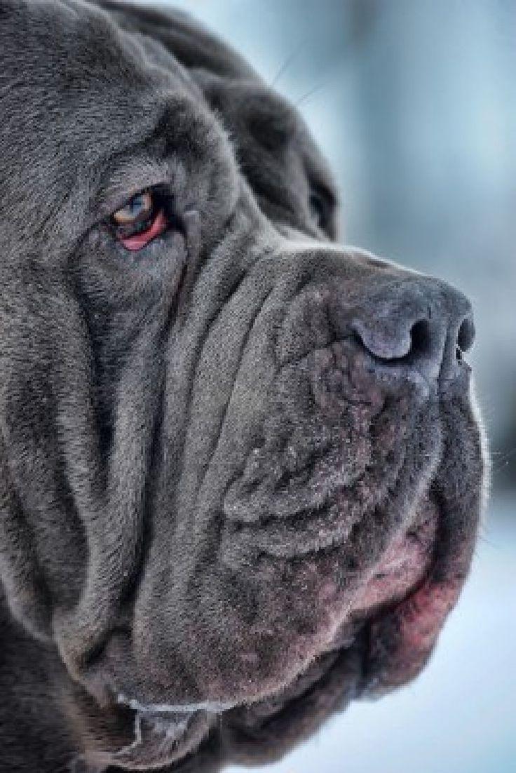 Neapolitan Mastiff Wallpapers - Top Free Neapolitan Mastiff Backgrounds ...