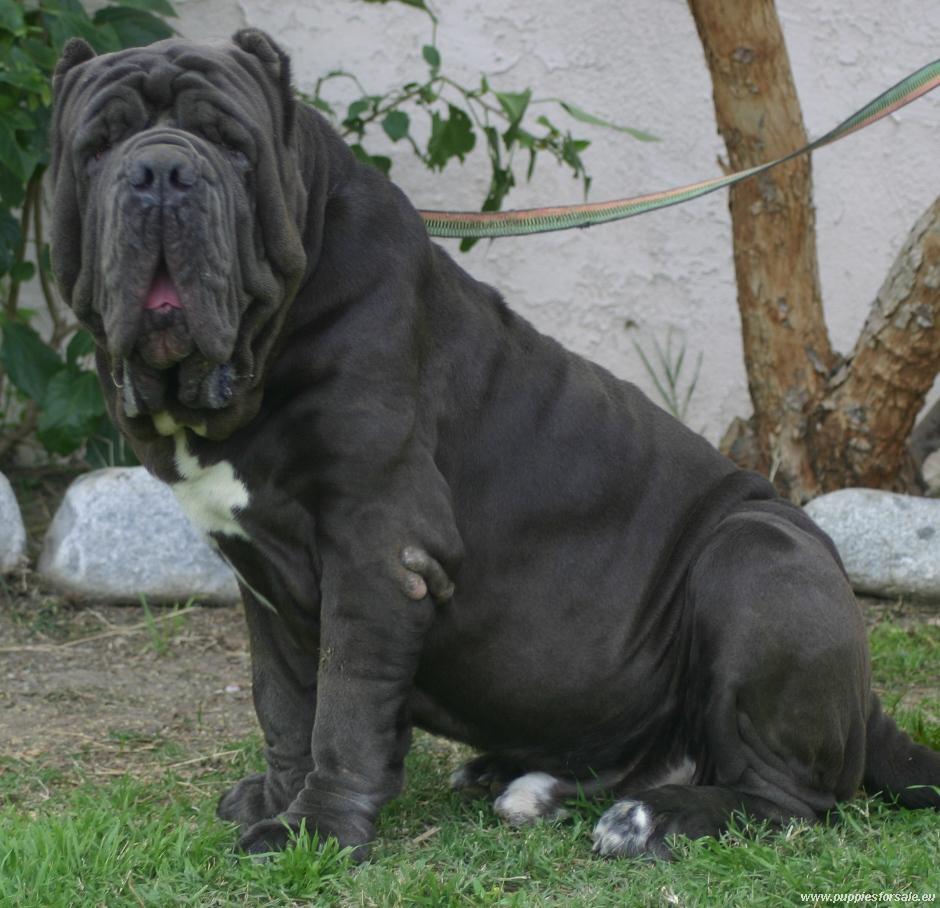 940x908 Neapolitan Mastiff on the grass photo and wallpaper. Beautiful Neapolitan Mastiff on the grass picture