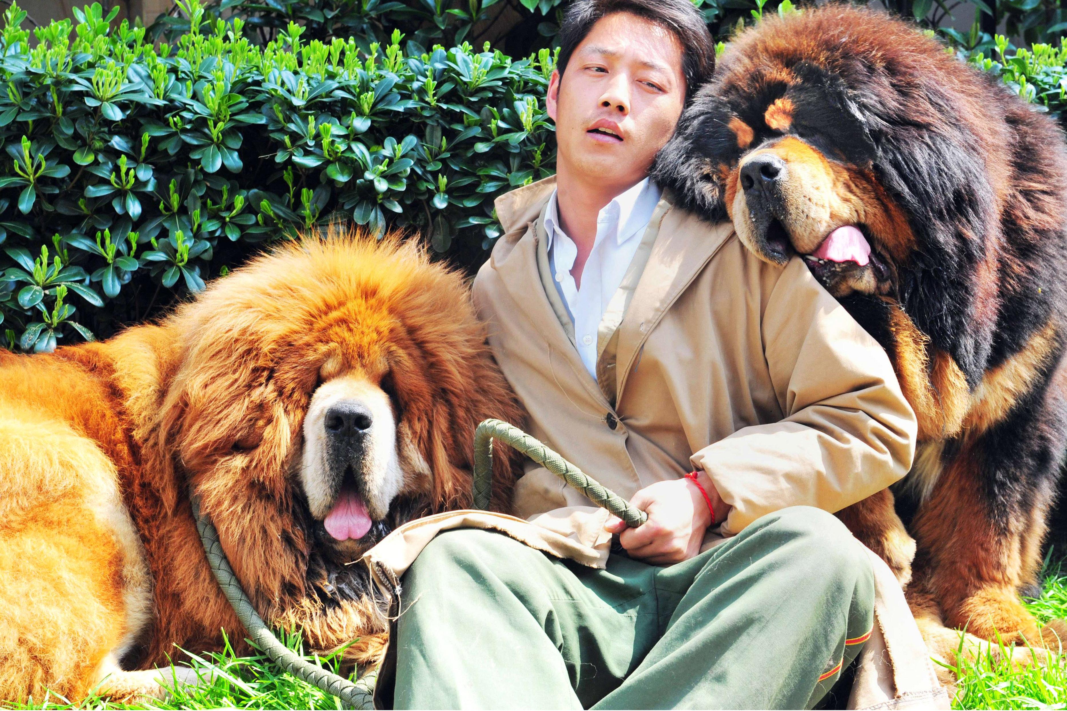 3731x2487 Tibetan mastiff with 'lion's blood' sells for $1.9M