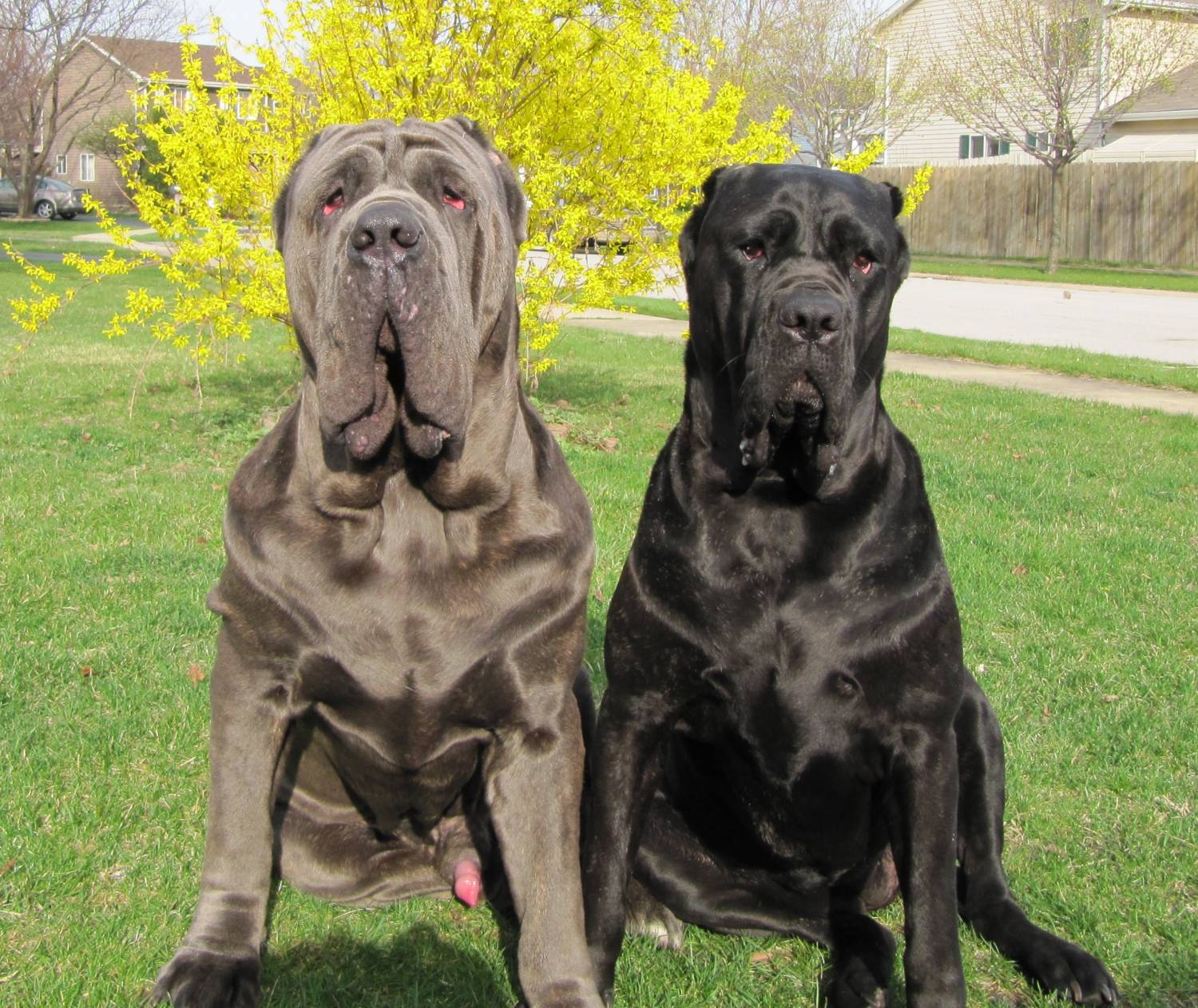 1500x1263 Two Neapolitan Mastiff dogs photo and wallpaper. Beautiful Two Neapolitan Mastiff dogs picture