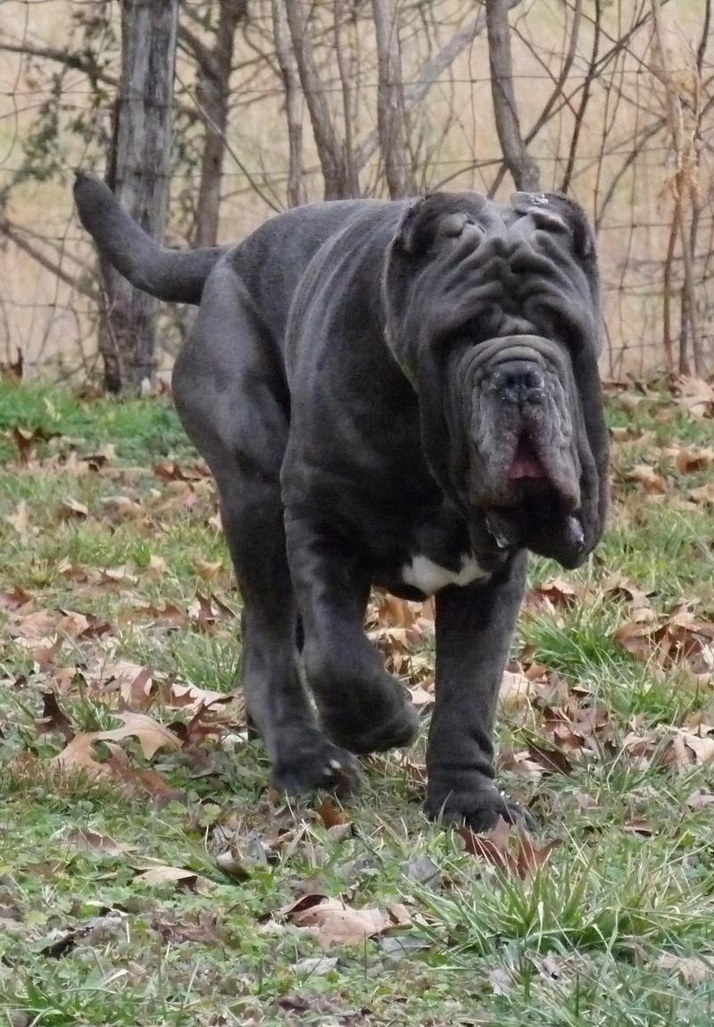 800x1150 Free download This Walking Neapolitan Mastiff puppy wallpaper viewed 5296 persons [800x1150] for your Desktop, Mobile & Tablet. Explore Mastiff Wallpaper. Tibetan Mastiff Wallpaper, French Mastiff Wallpaper, English Mastiff Wallpaper
