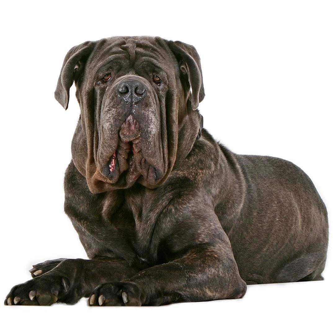 1080x1080 Neapolitan Mastiff Dog Breed Information