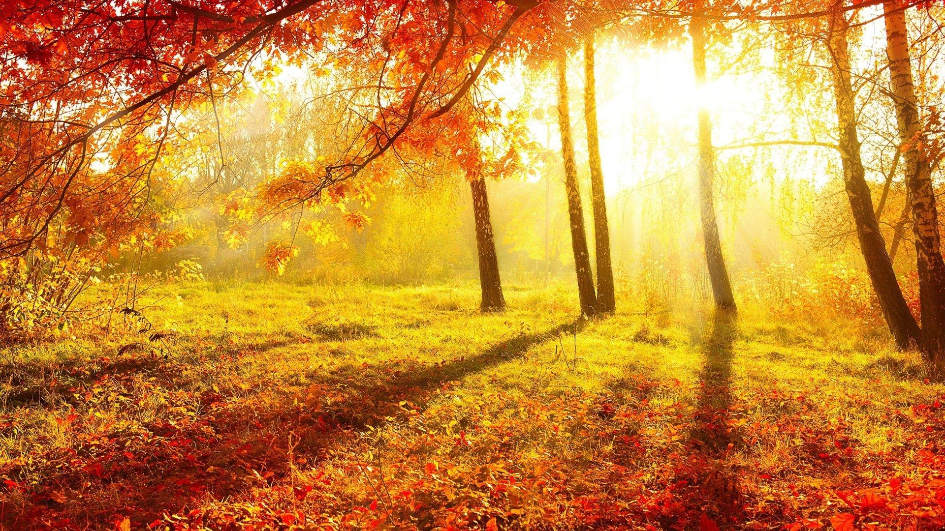 1920x1080 Wallpaper Autumn