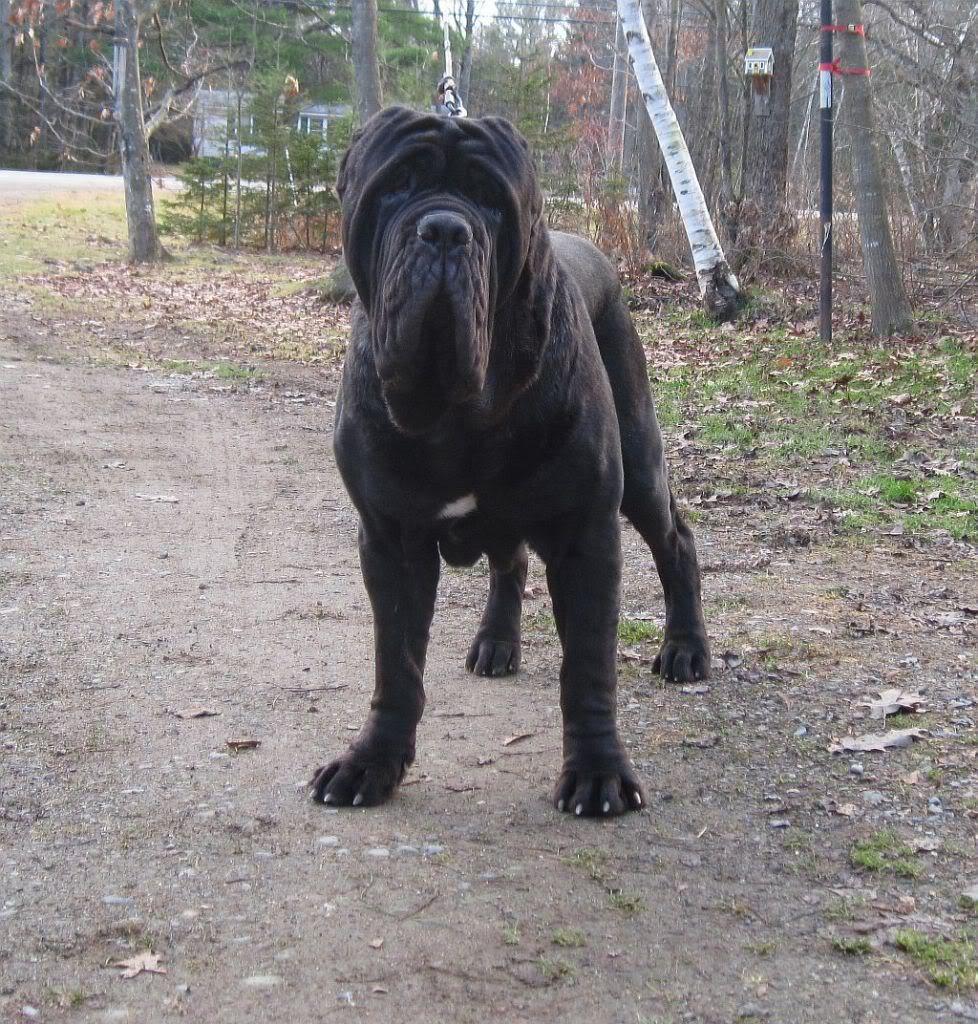 978x1024 Neapolitan Mastiff on the road photo and wallpaper. Beautiful Neapolitan Mastiff on the road picture