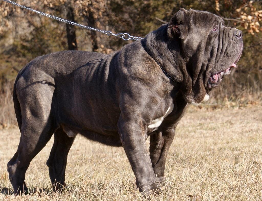 1024x783 Neapolitan Mastiff Info, Temperament, Puppies, Picture