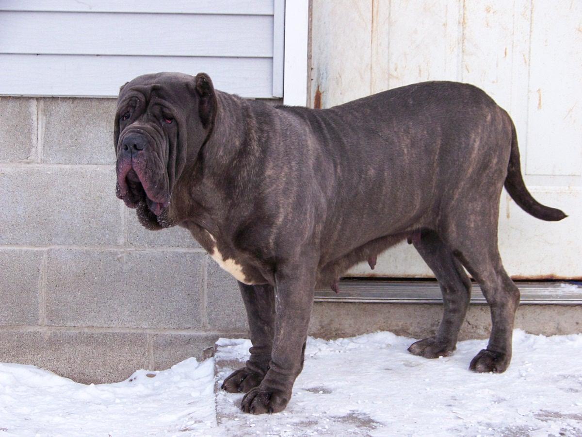 Neapolitan Mastiff Wallpapers - Top Free Neapolitan Mastiff Backgrounds ...