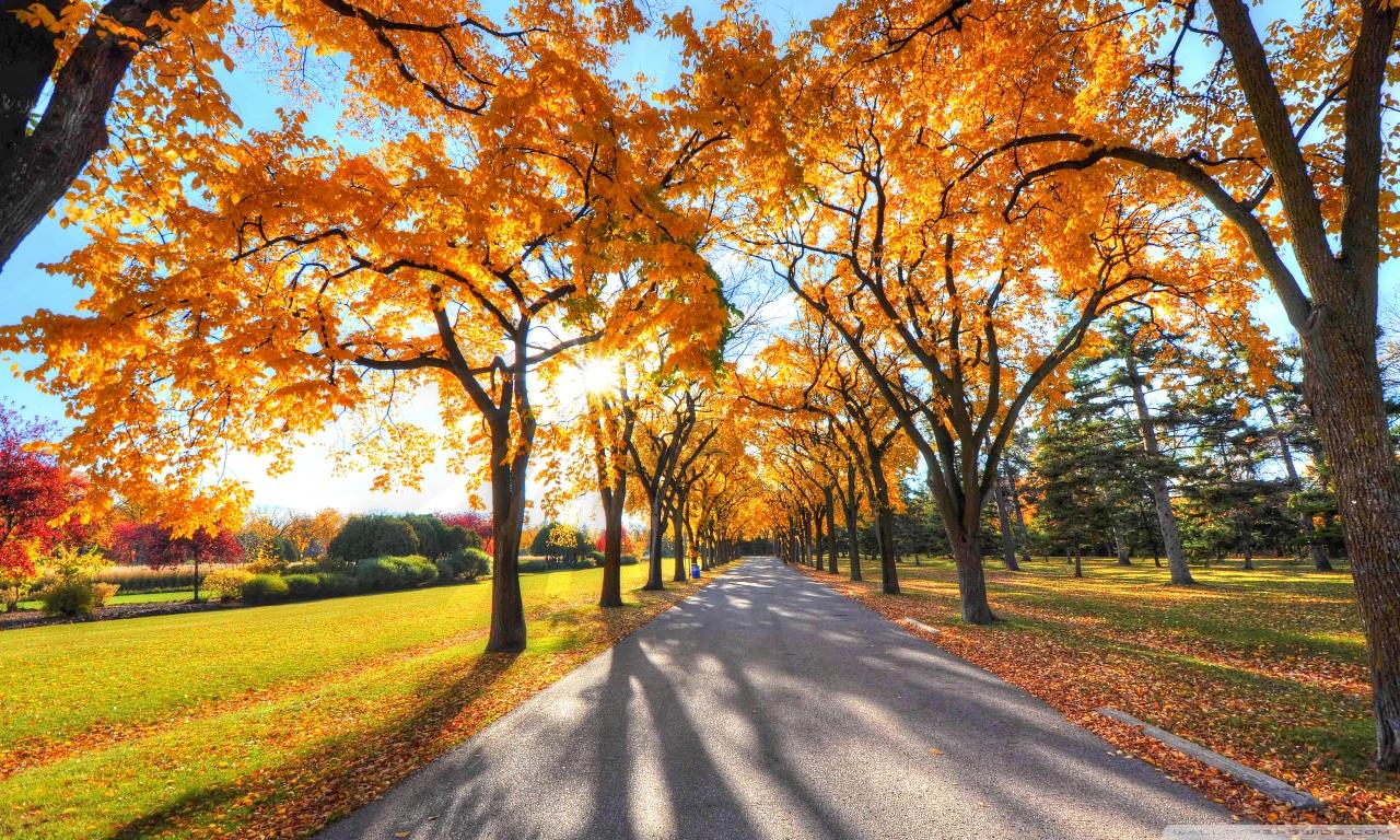 1280x768 Park Landscape, Autumn Ultra HD Desktop Background Wallpaper for : Multi Display, Dual Monitor : Tablet