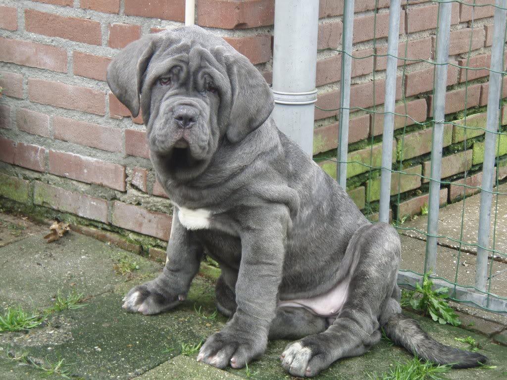 1024x768 Grey Neapolitan Mastiff dog photo and wallpaper. Beautiful Grey Neapolitan Mastiff dog picture
