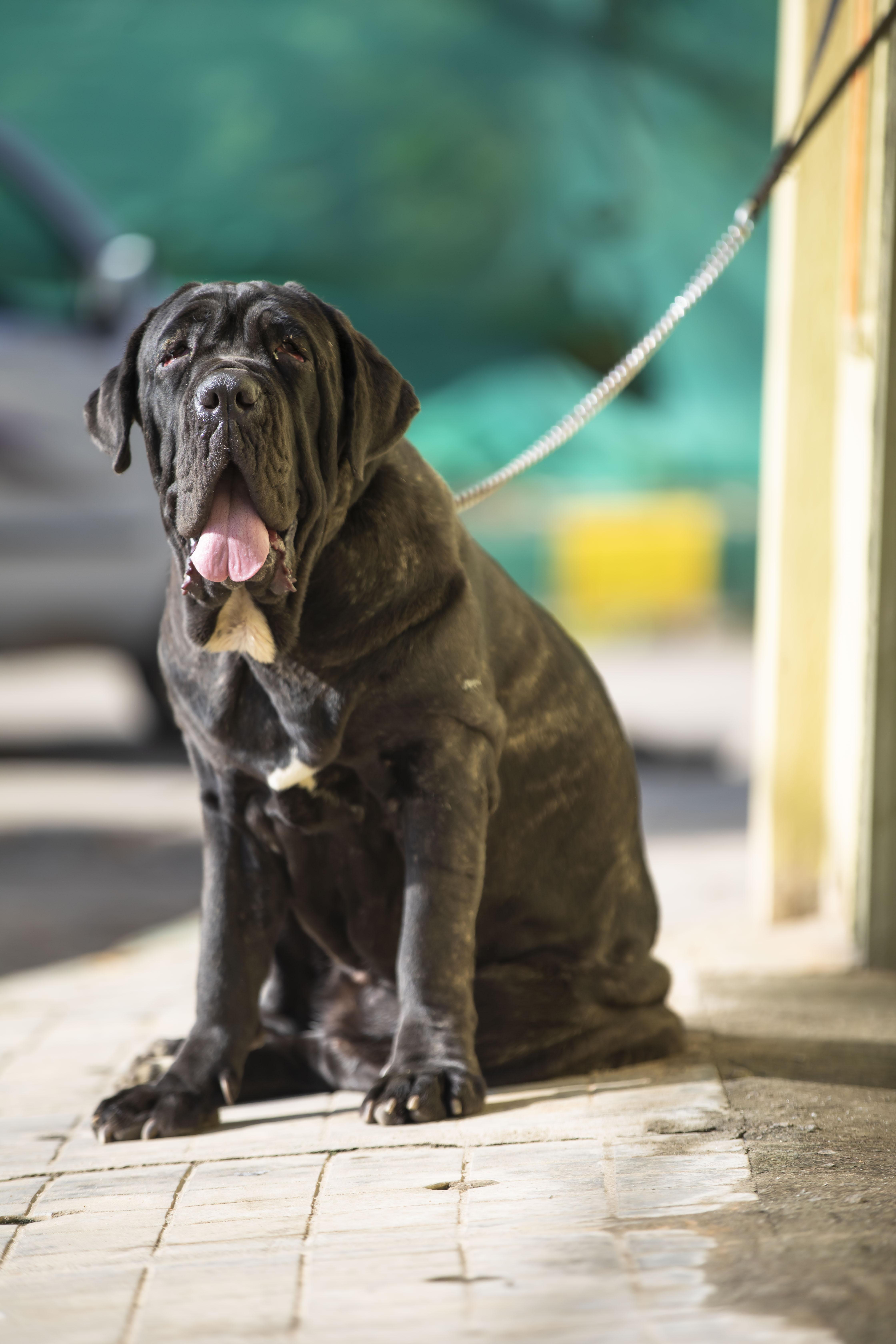 4480x6720 A Neapolitan Mastiff on a Leash · Free