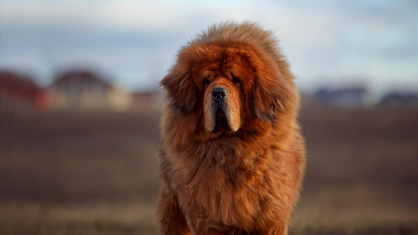 1600x900 Giant Tibetan Mastiff 'As Big As a Bear' Goes Viral Trying to Get Into Car