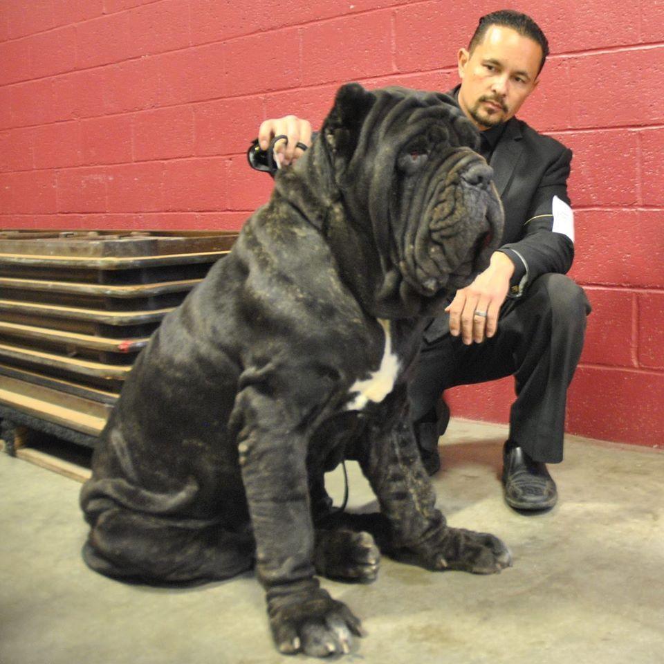 960x960 Neapolitan Mastiff, THE DON US Champion Old World Don Vito. Neopolitan mastiff, Neapolitan mastiffs, Giant dogs