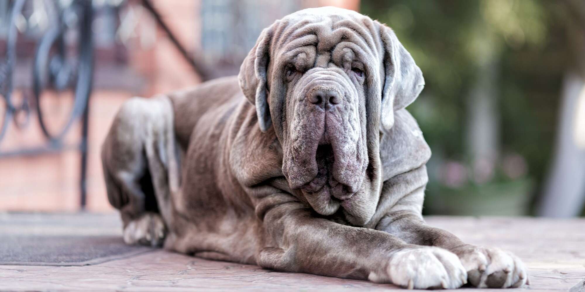 Neapolitan Mastiff Wallpapers Top Free Neapolitan Mastiff Backgrounds