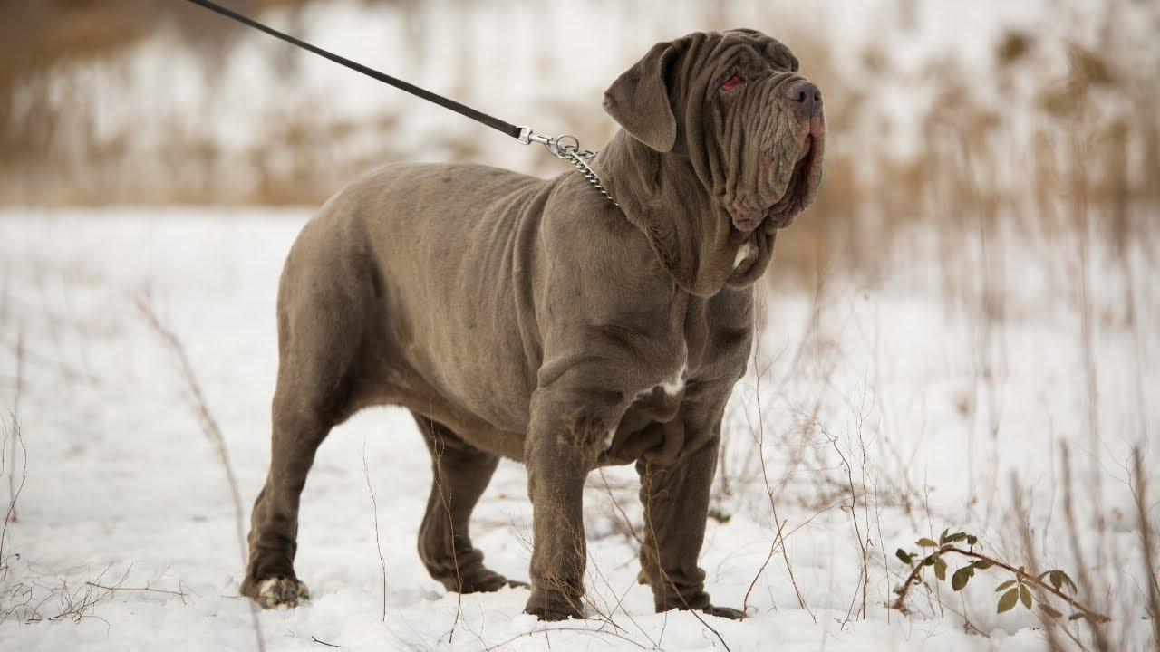 Neapolitan Mastiff Wallpapers - Top Free Neapolitan Mastiff Backgrounds ...