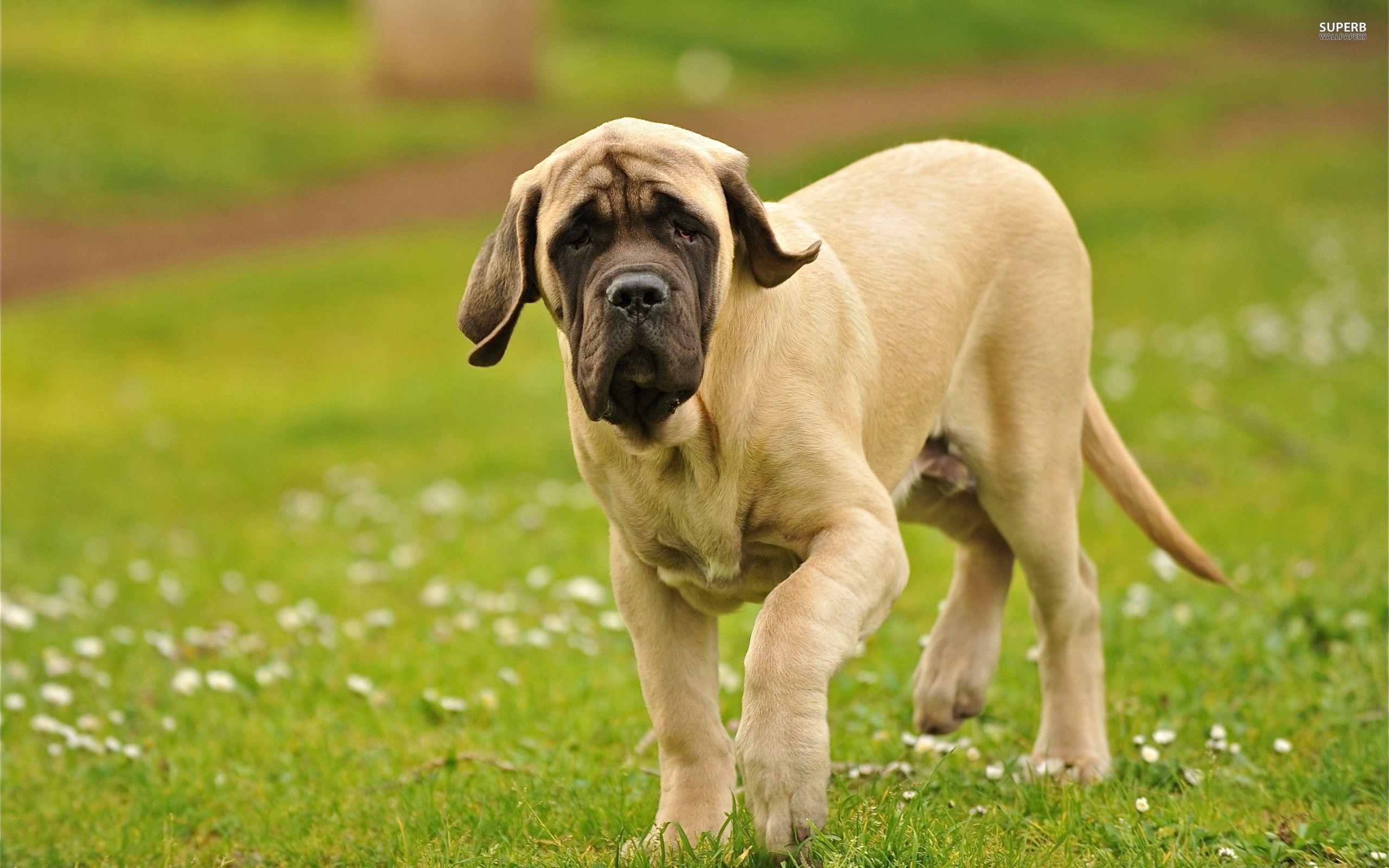 2560x1600 English Mastiff Wallpaper
