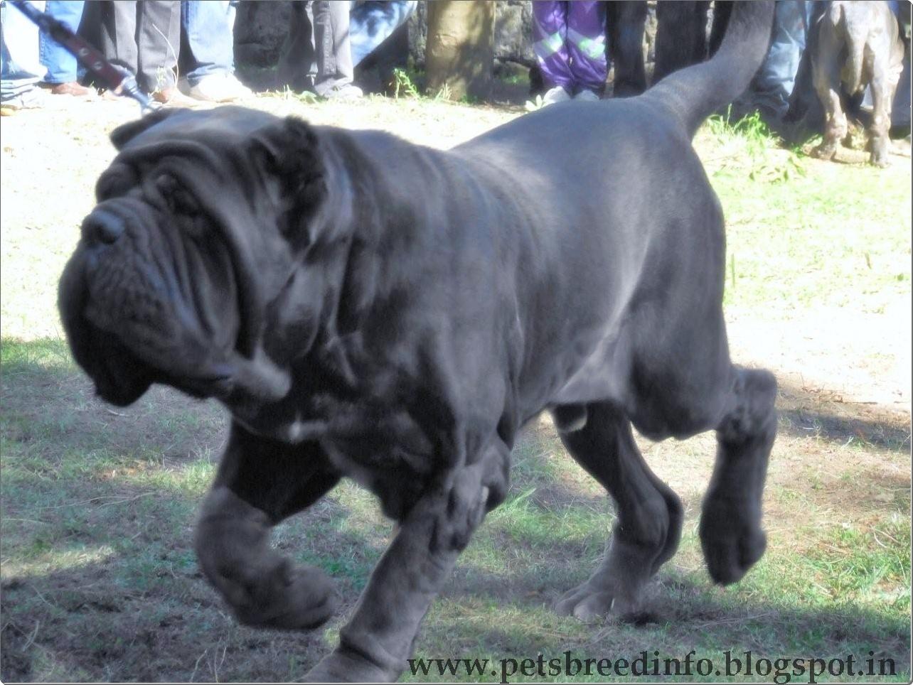 1284x964 Free download Neapolitan Mastiff Dog HD Wallpaper Free DownloadNeapolitan Mastiff [1284x964] for your Desktop, Mobile & Tablet. Explore French Mastiff Wallpaper. French Flag Wallpaper, French Bee Wallpaper, Mastiff Wallpaper