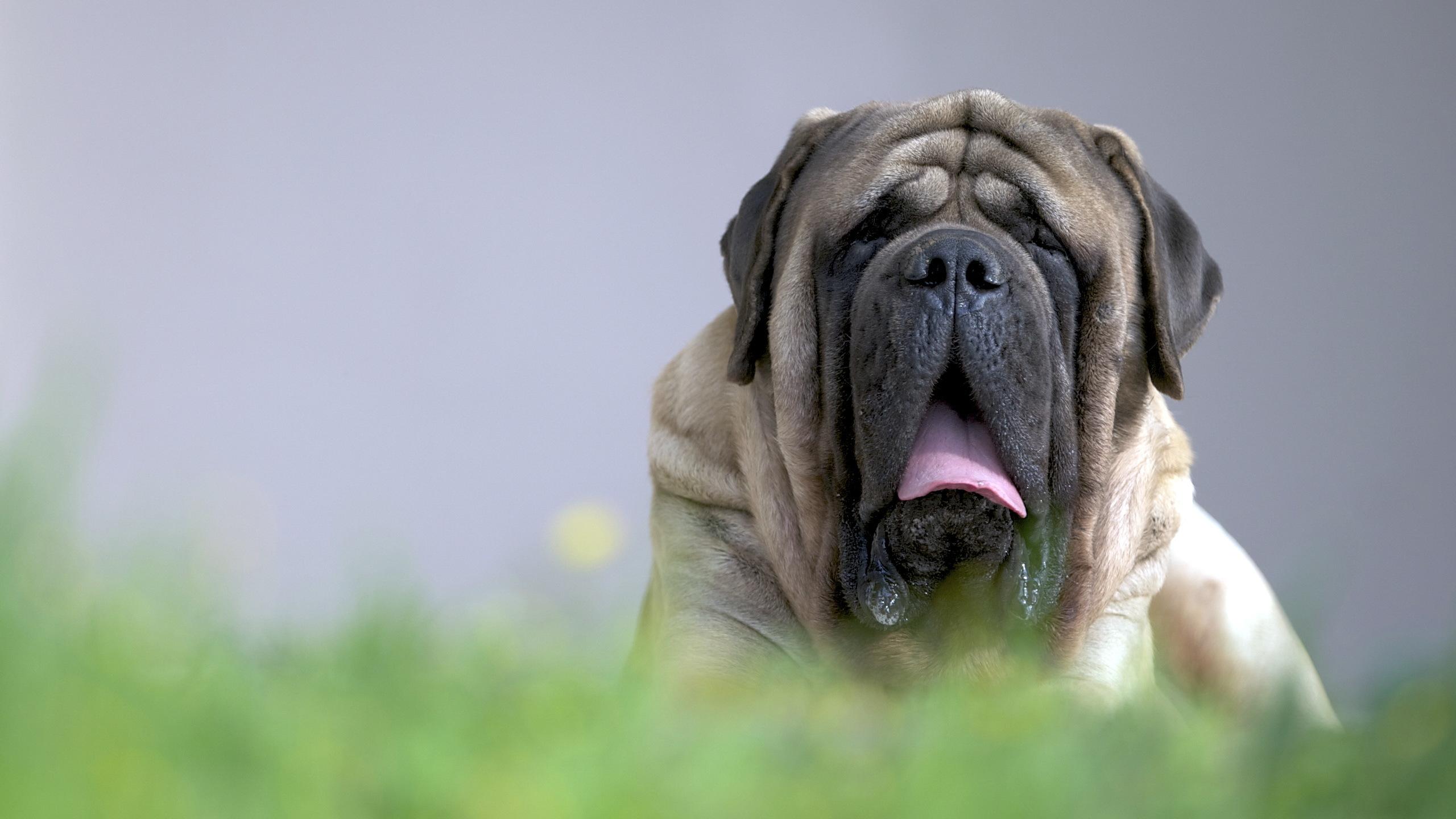 2560x1440 Mastiff HD Wallpaper and Background
