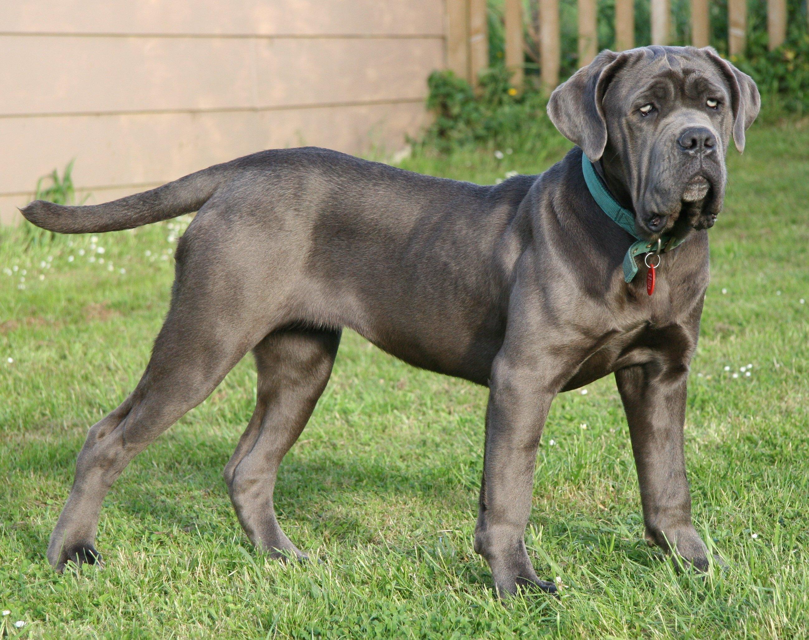 2598x2055 Dog Neapolitan Mastiff: traits, picture and videos