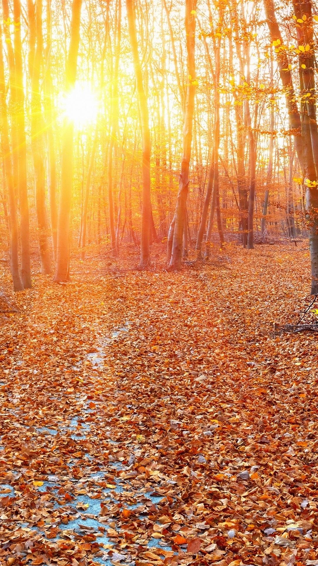 1080x1920 Forest, Autumn, Sun Rays, Trees, Leaves 1080x1920 IPhone 8 7 6 6S Plus Wallpaper, Background, Picture, Image