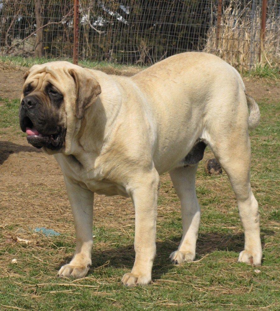 900x997 English Mastiff Indian Breeders Commit in Raising Them