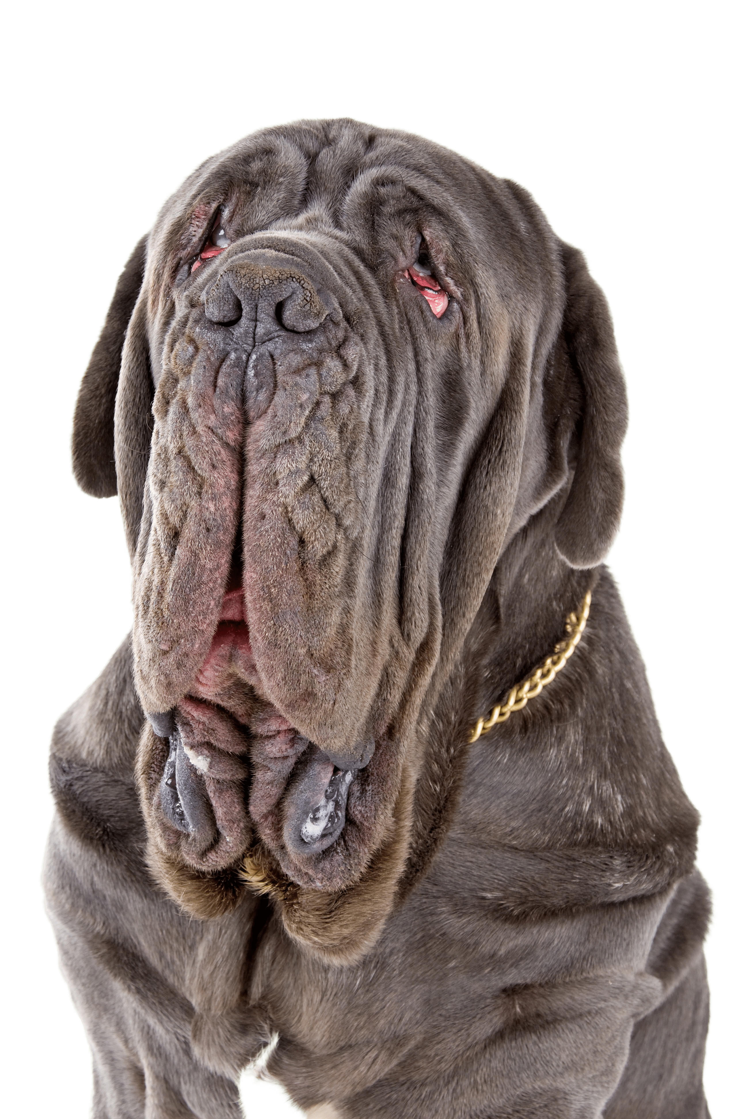 2592x3888 Neapolitan Mastiff: Character & Ownership Breed Picture