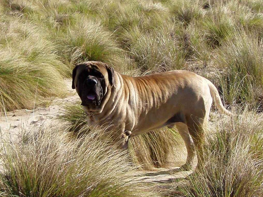 1024x768 English Mastiff dog in nature photo and wallpaper. Beautiful English Mastiff dog in nature picture