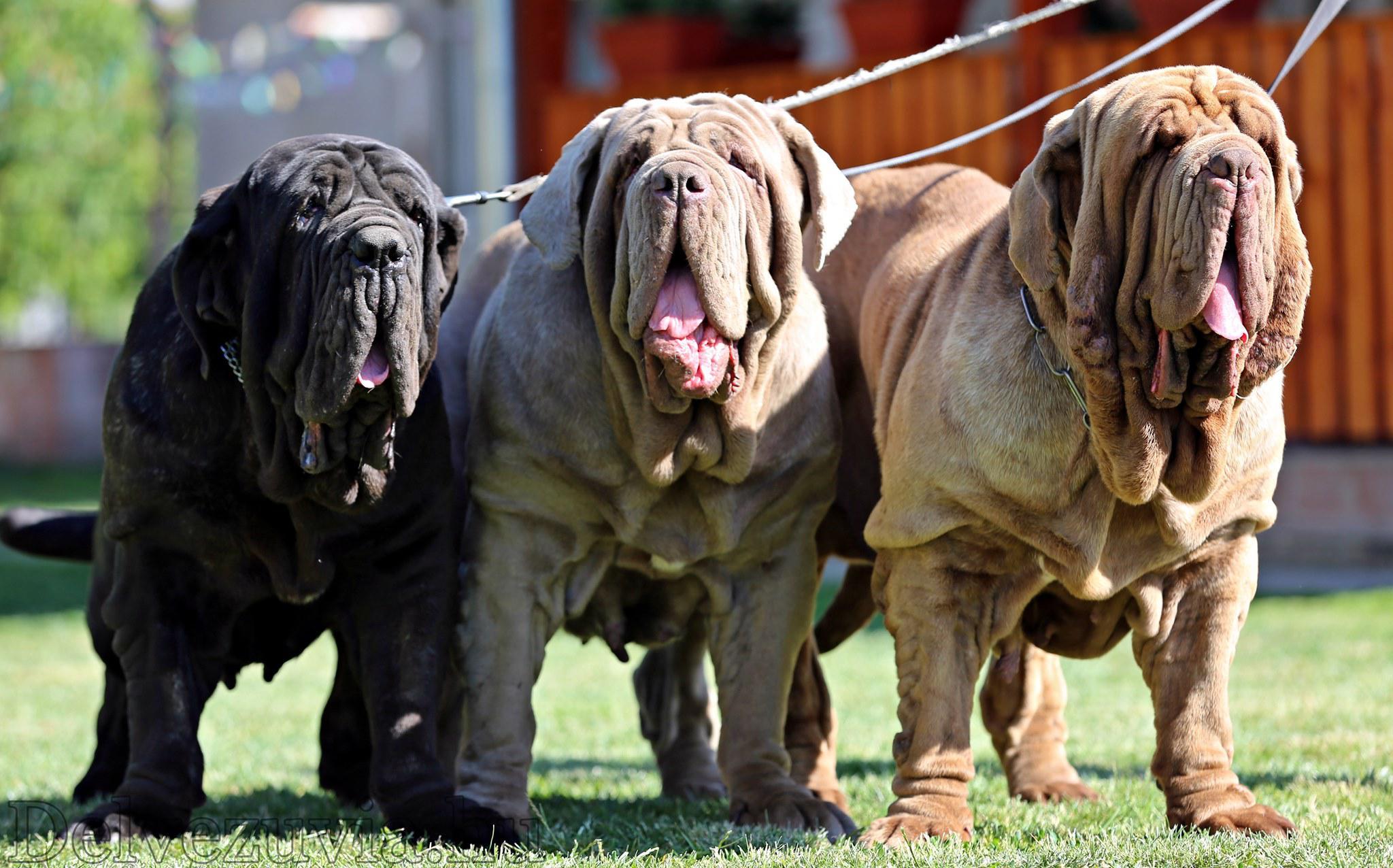 2048x1276 Neapolitan Mastiffs : They were bred to look like this