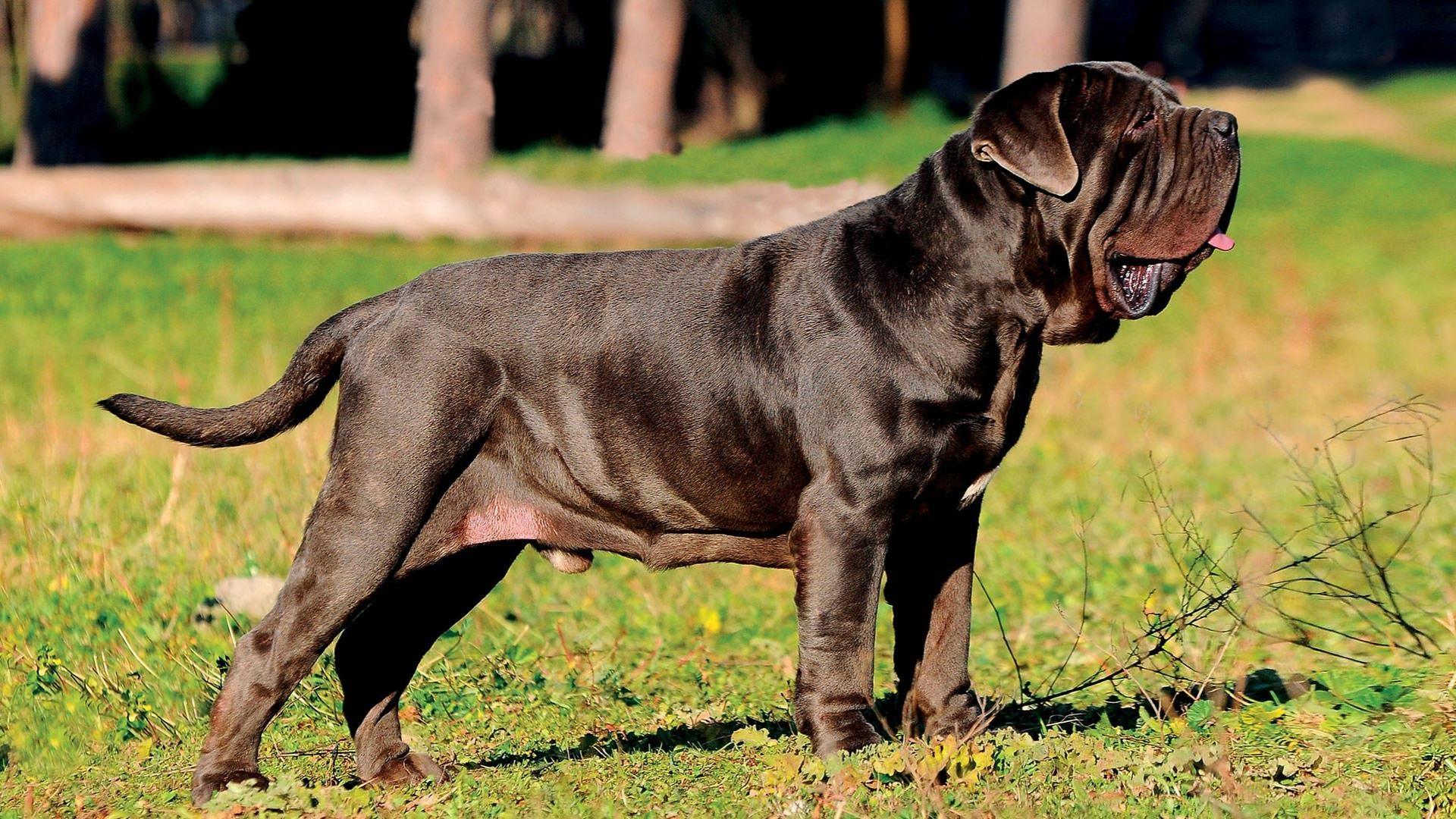 1920x1080 AKC.TV : Neapolitan Mastiff
