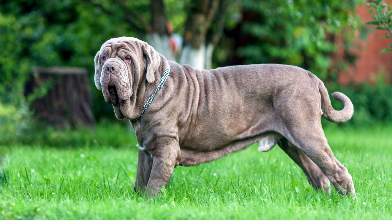 1366x768 The most popular giant dog breeds in America