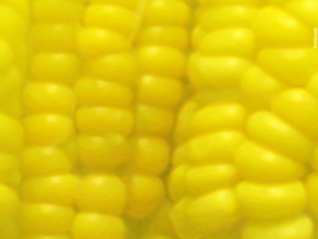 1024x768 Wallpaper Tagged With Corn: Autumn Field Windy Corn Nature Day