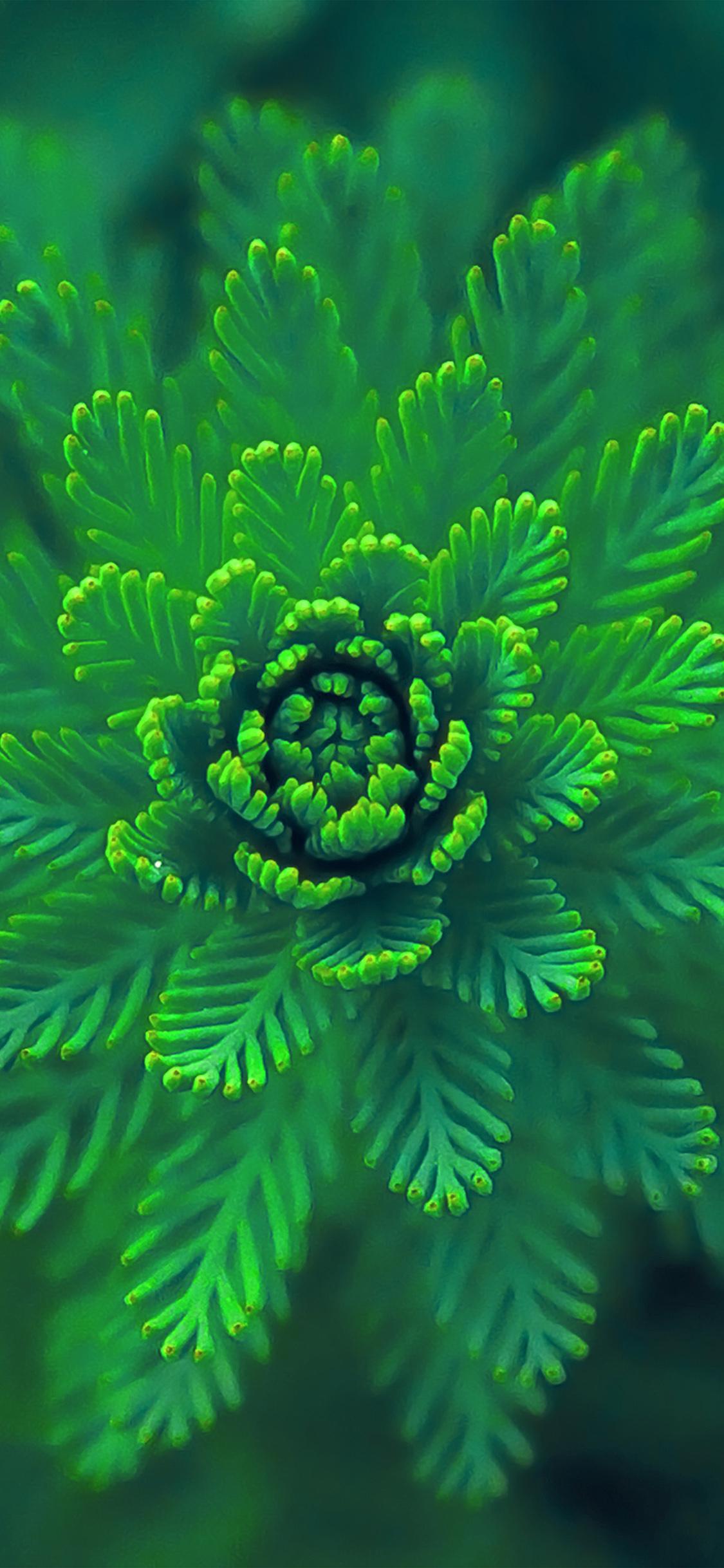 Green Leaf iPhone Wallpapers Top Free Green Leaf iPhone Backgrounds