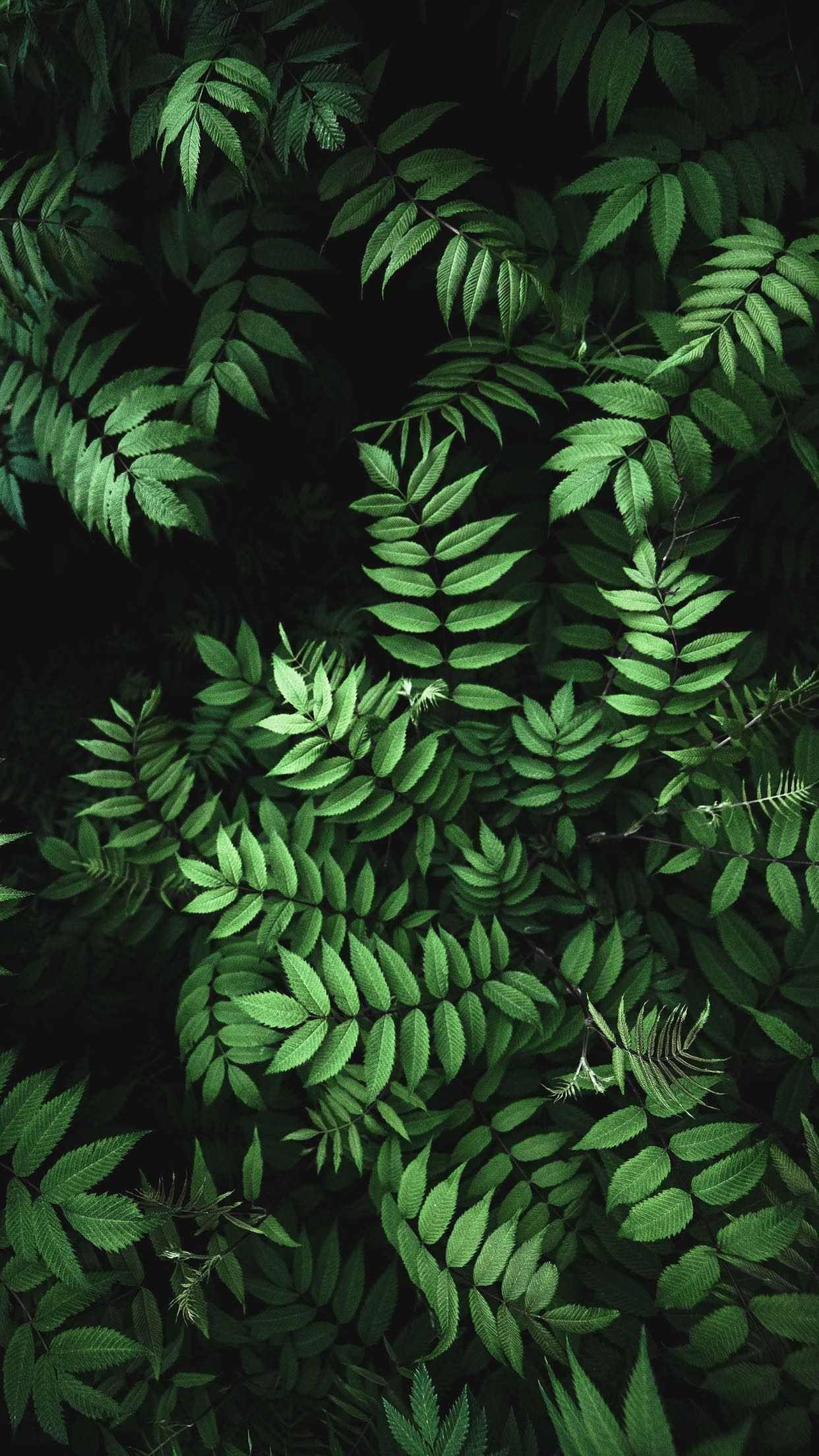 1242x2208 Leaves iPhone Wallpaper